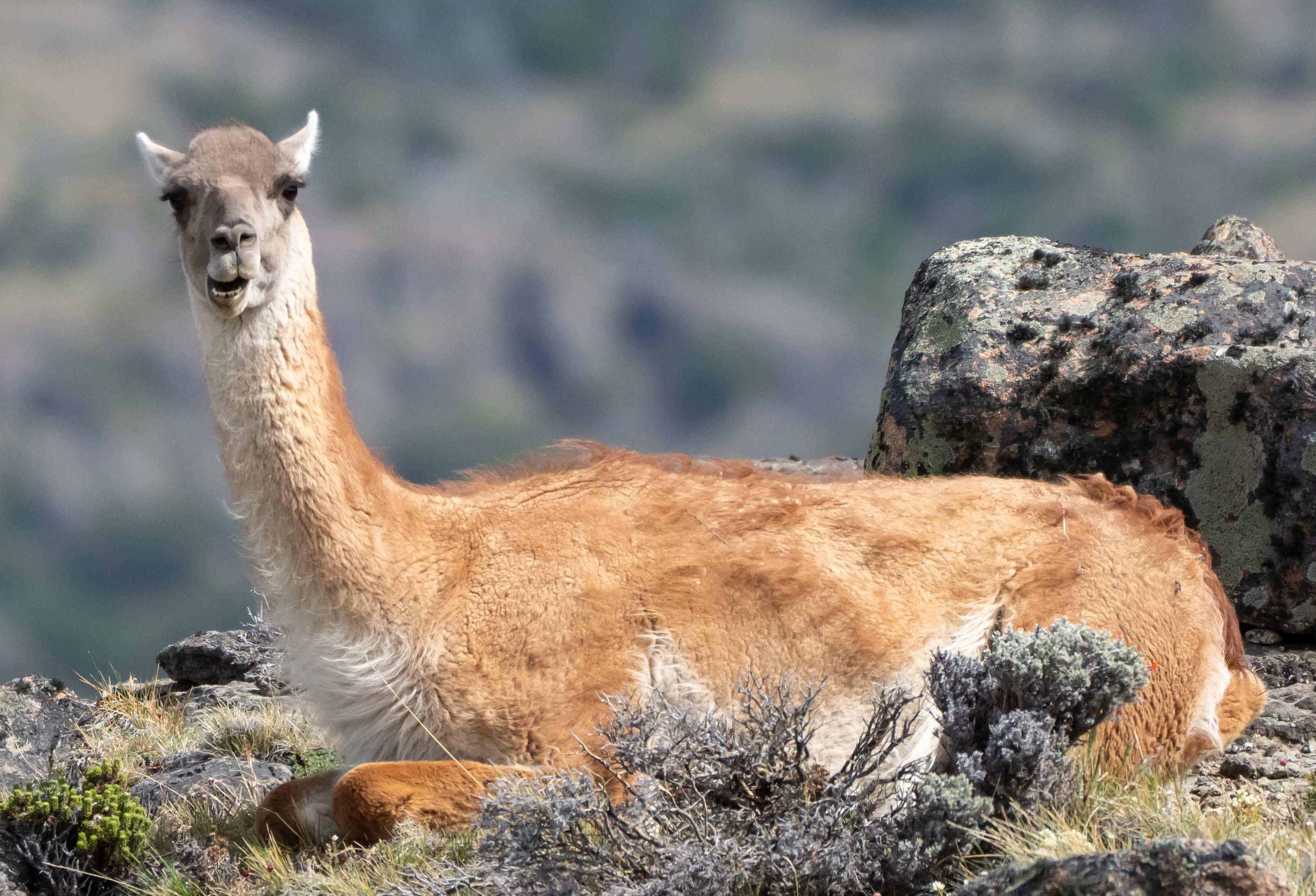 An orange and white Guanaco looking at the camera.