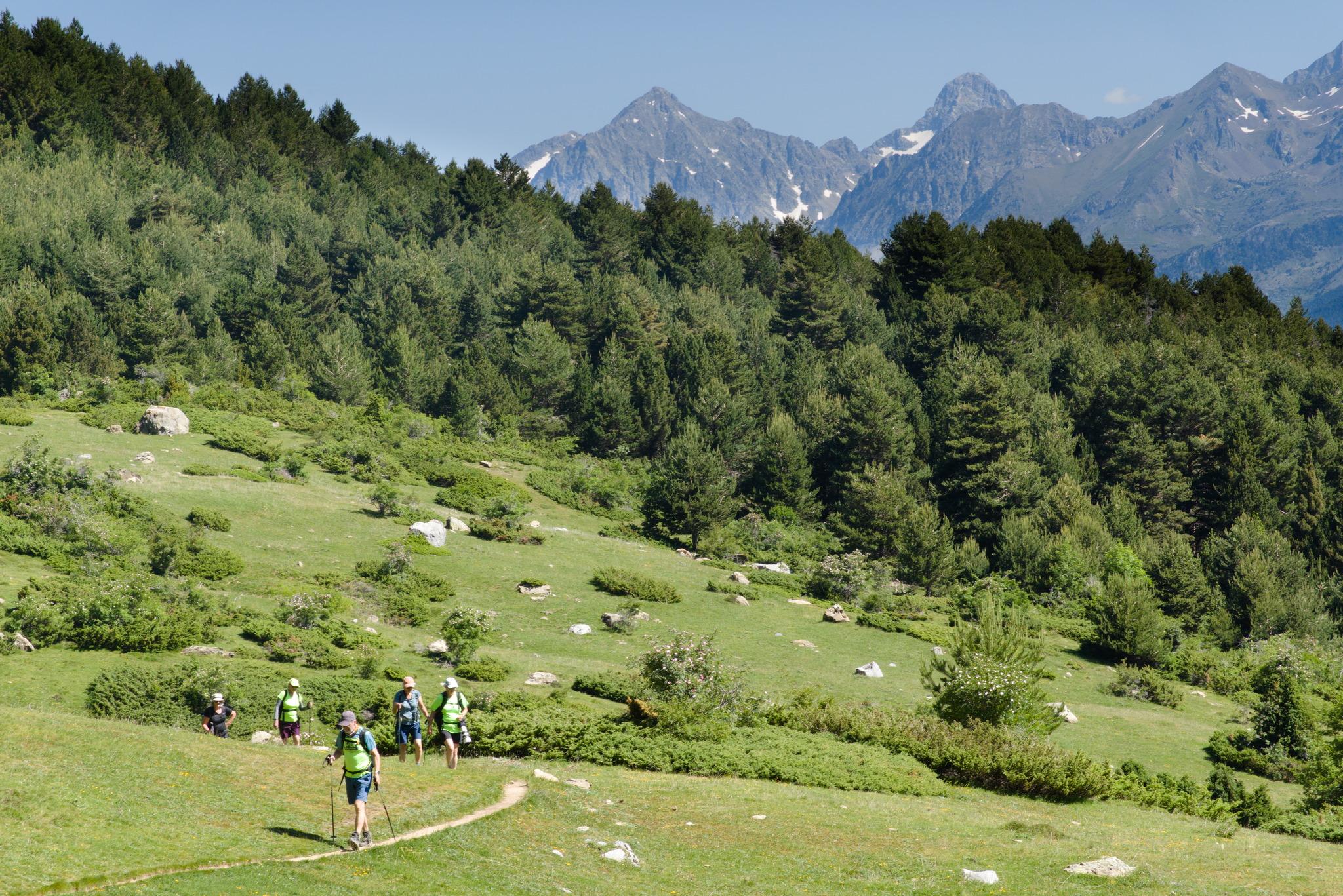 Hikers walk through alpine meadows. Mountains behind