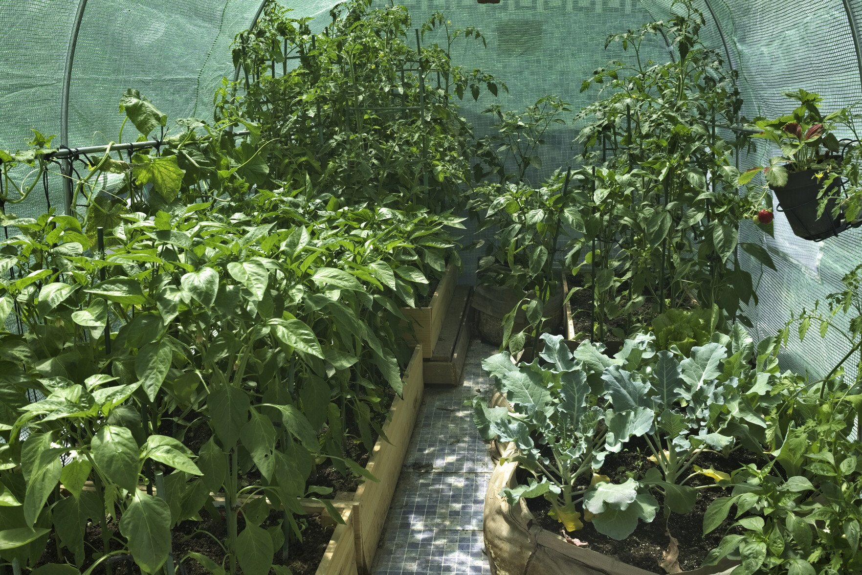 Our greenhouse (a "polytunnel" tent) full of plants. The large tomato plants are at the back, peppers, broccoli and chilli to the near right