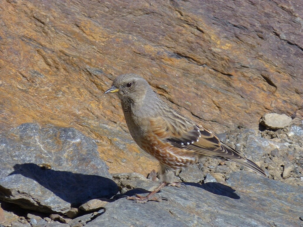 A small bird is centre of image with speckled markings of brown and white. Behind is a wall of orange colored rock