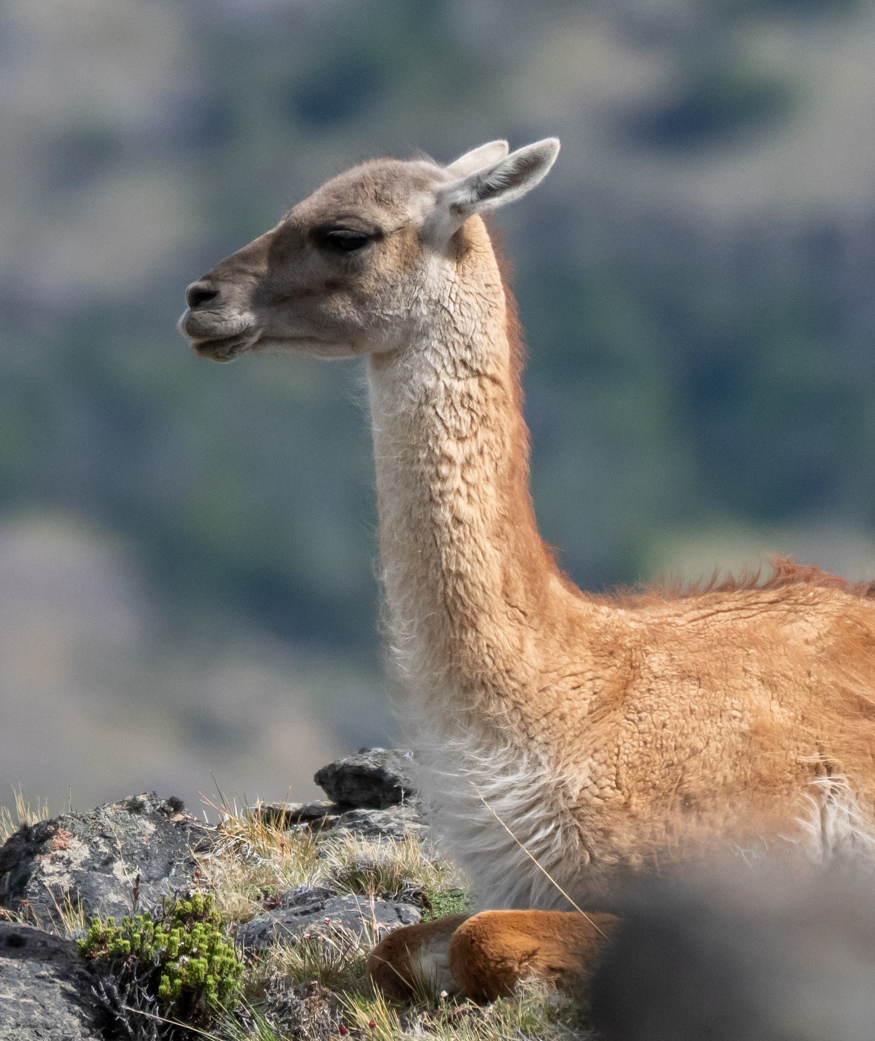 Guanaco resting