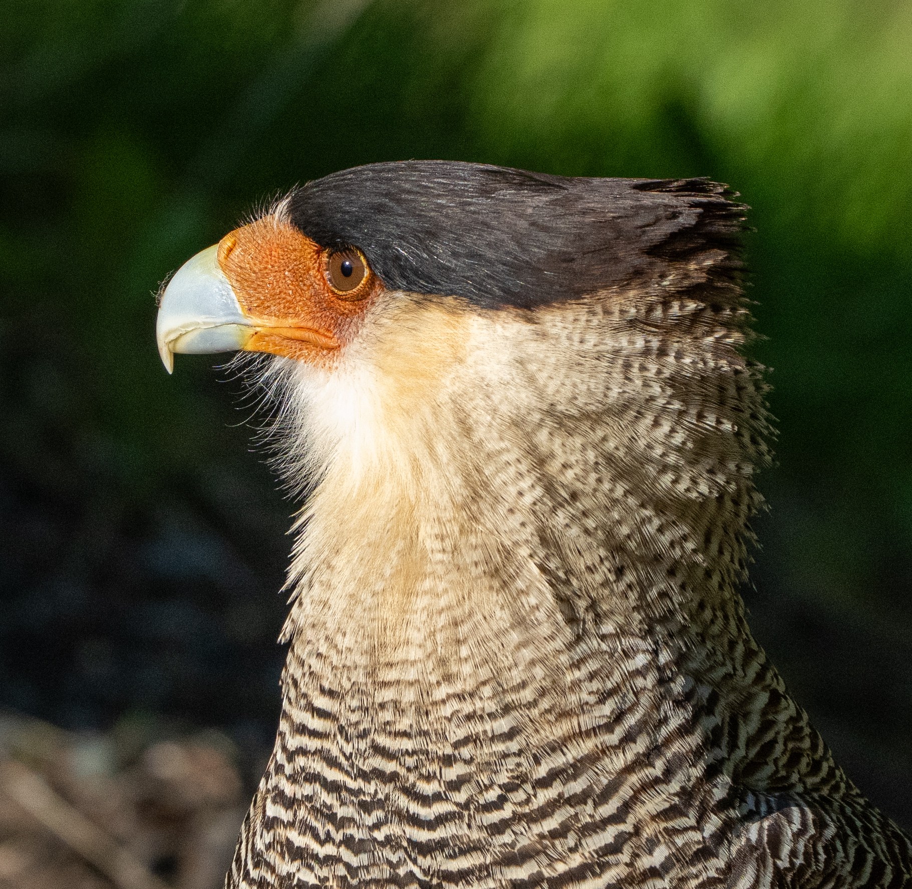 Crested Caracara