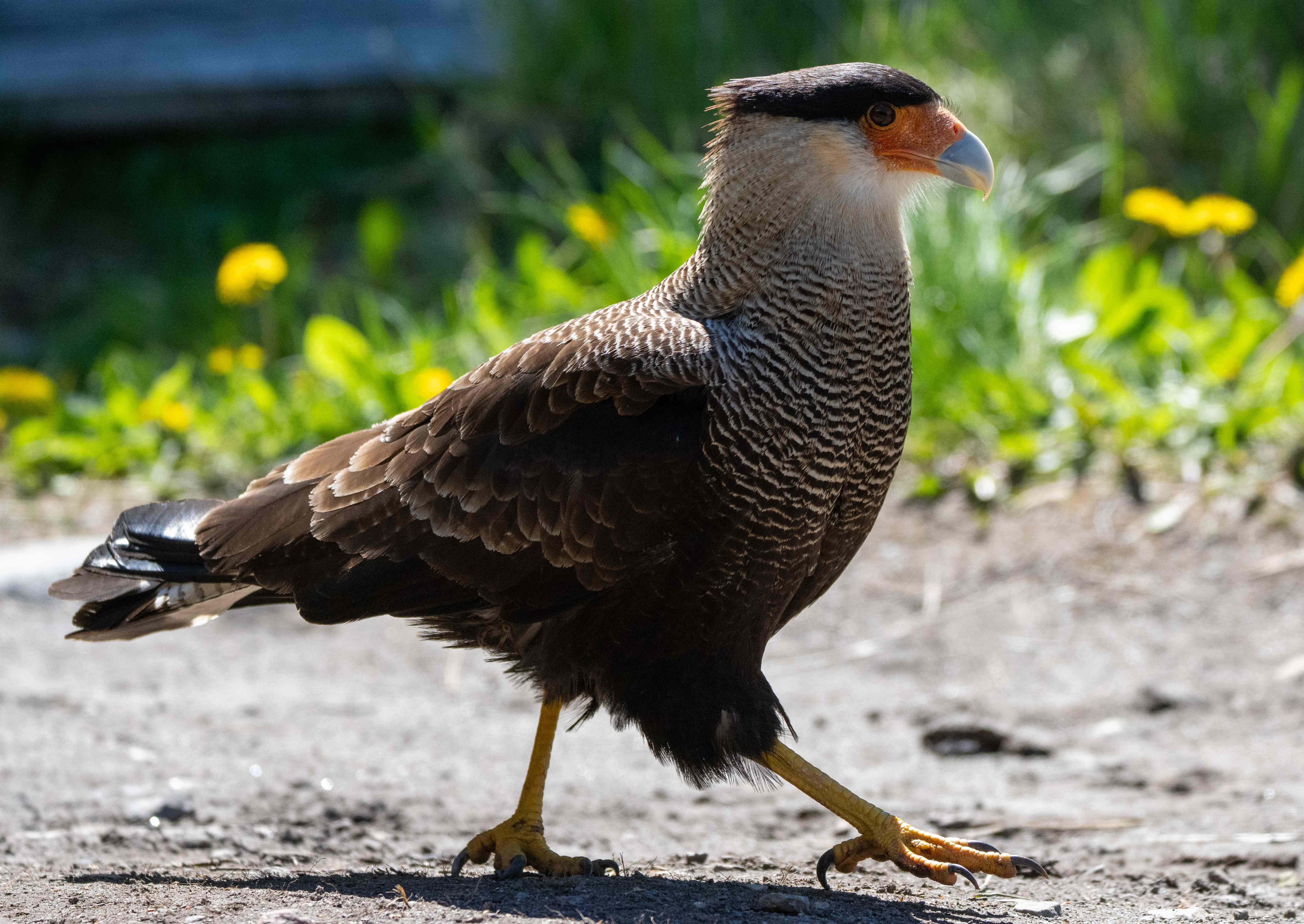 Crested Caracara