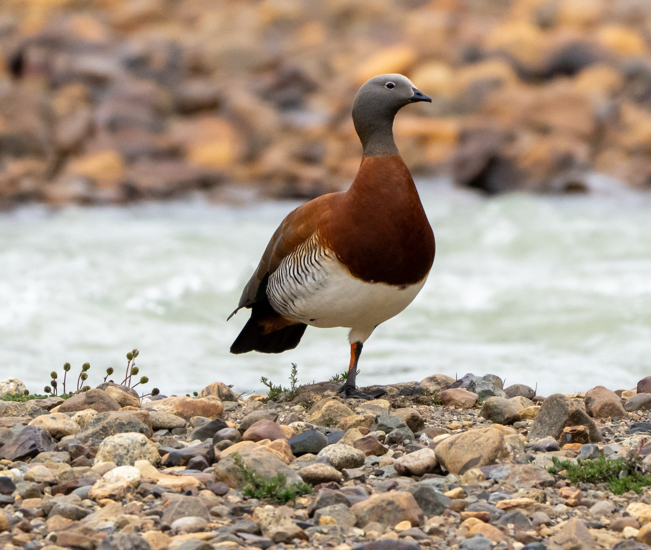 Ashy-headed Goose