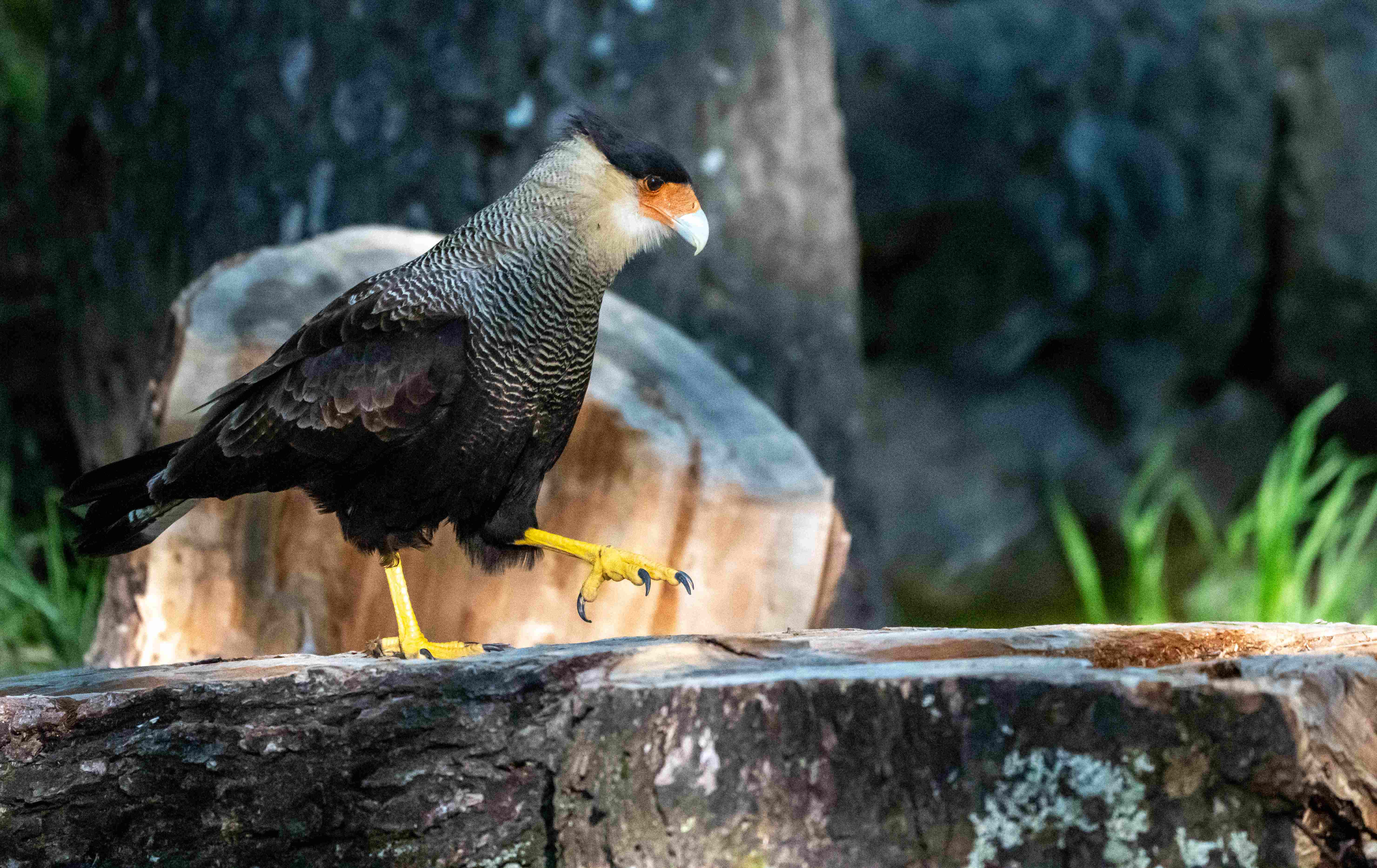 Crested Caracara