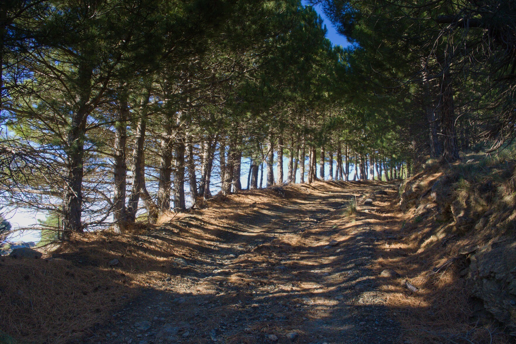 Trees lining the GR240 path through the Alpujarras and foothills of the Sierra Nevada this morning.