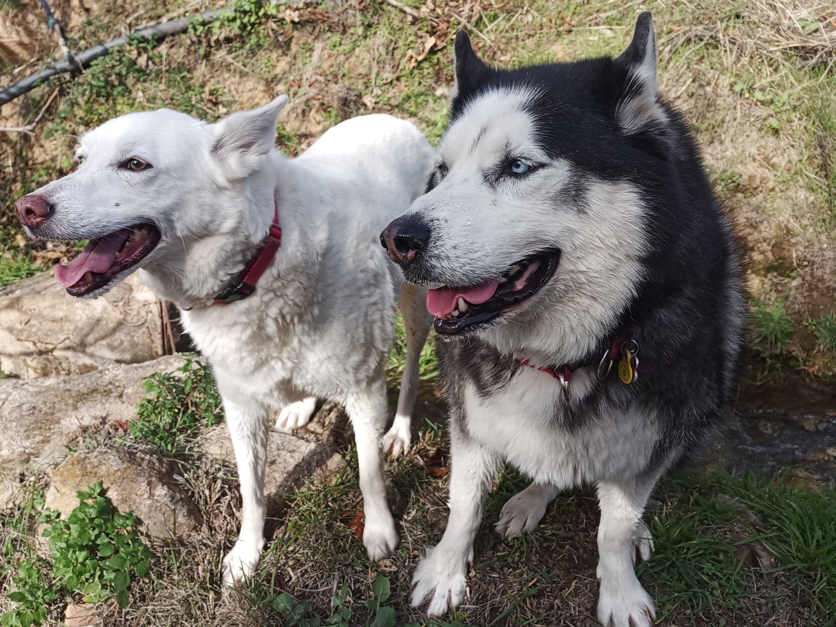 Siberian Husky and a rescue dog sat posing for the amera