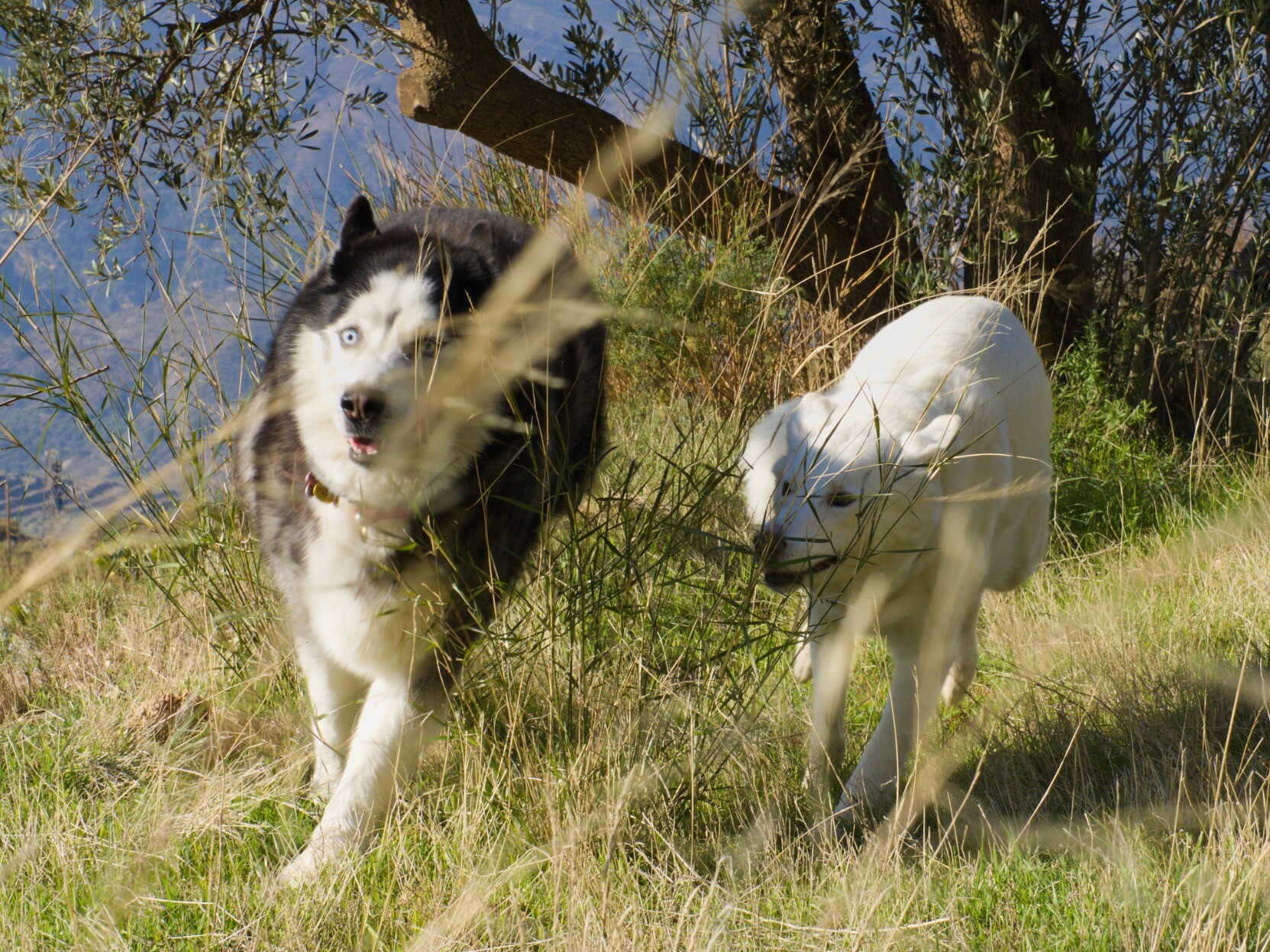 Two dogs with funny faces chasing each other