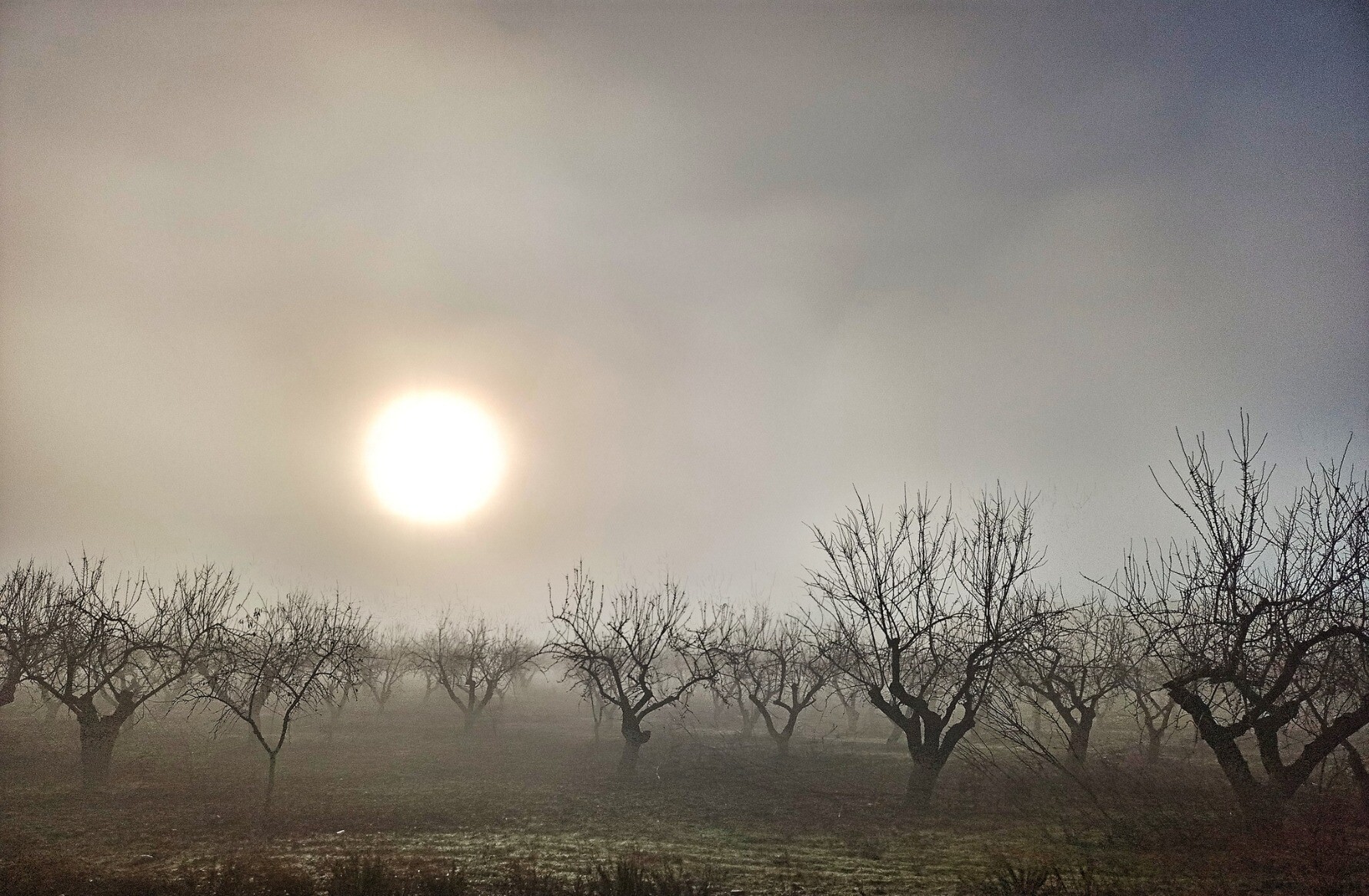 Ghostly almond trees, coming out of the morning mists