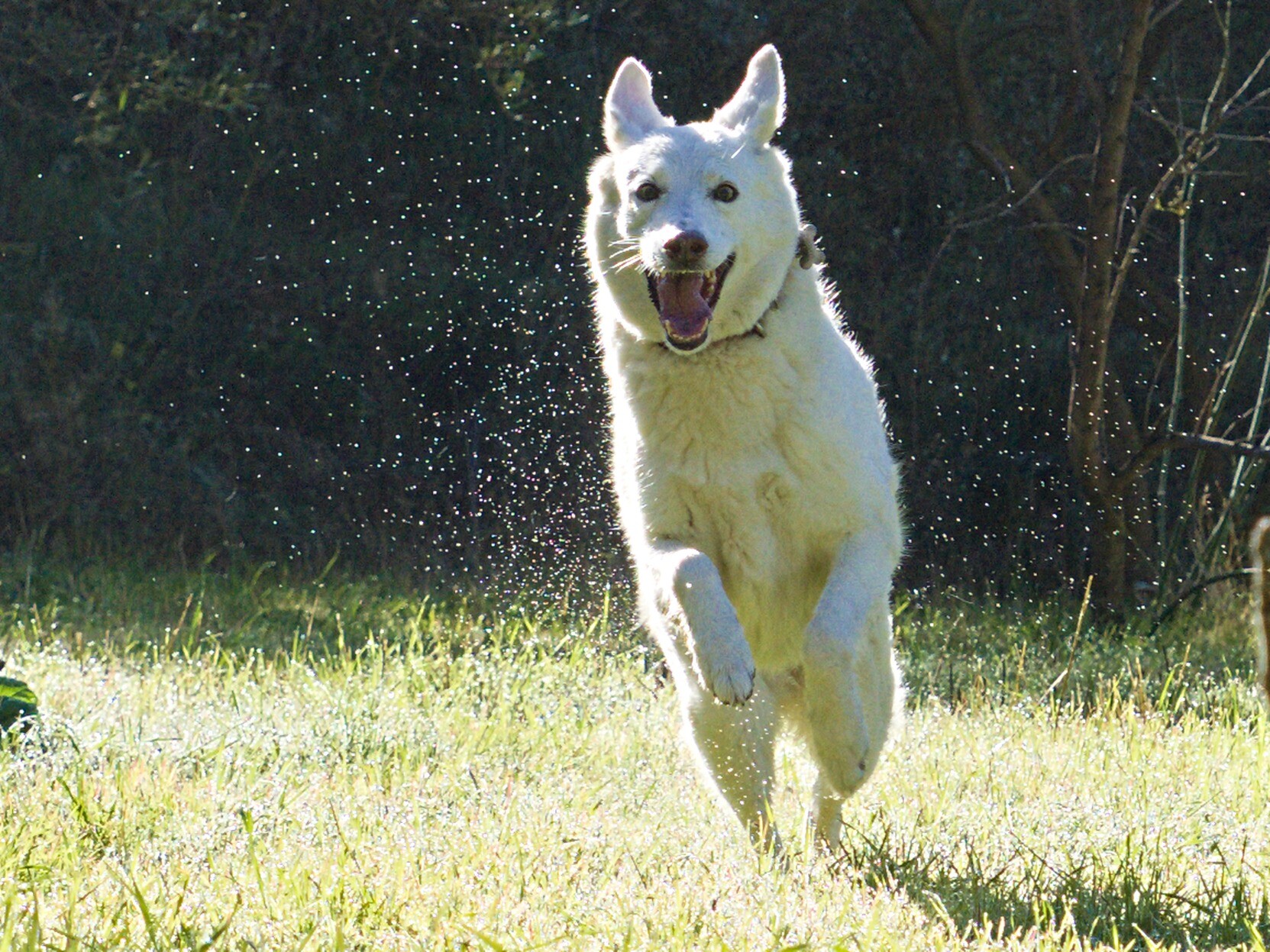 White dog running and enjoying the wet grass