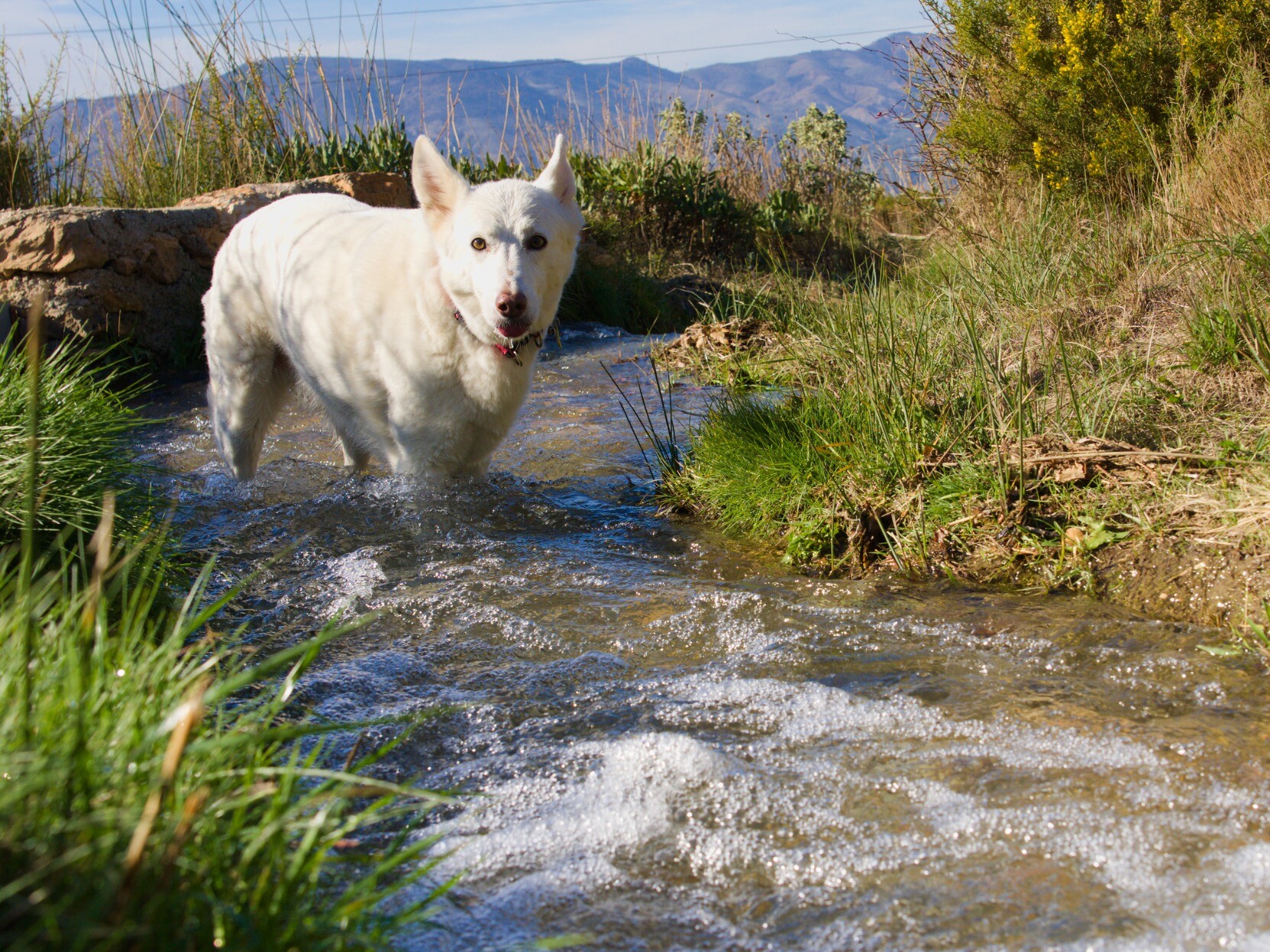 White dog standing in a stream