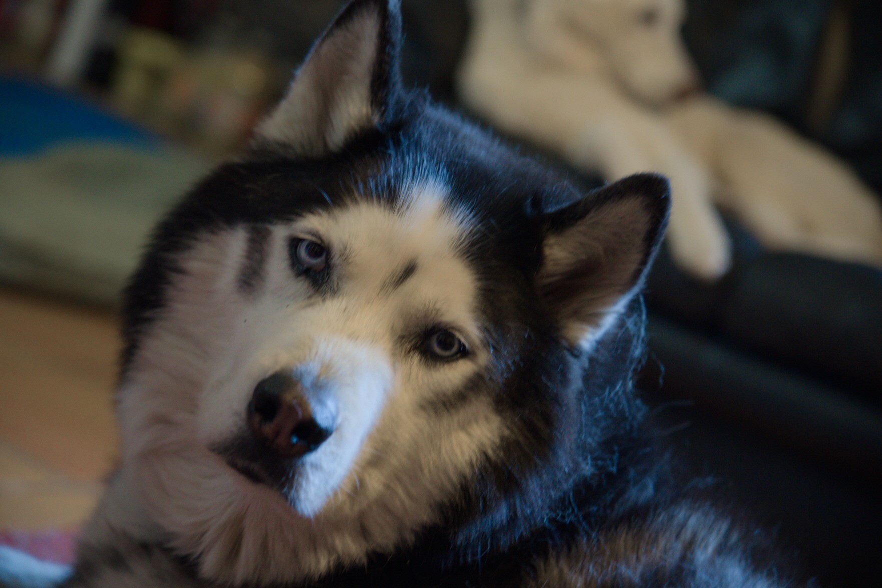 Head image of a Siberian Husky/Malumte  cross dog looking at the camera