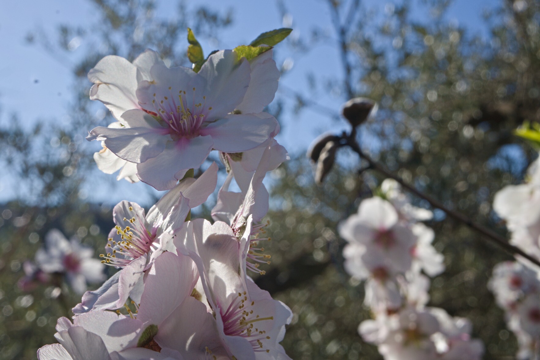 Almond blossom glinting in the early morning sun