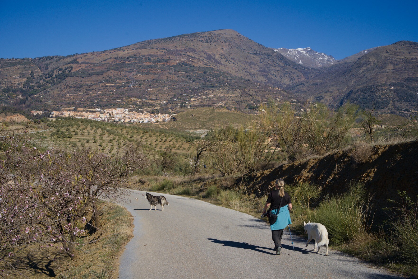 Dogs walking along a spanish mountain road with a snow clad mountain behind
