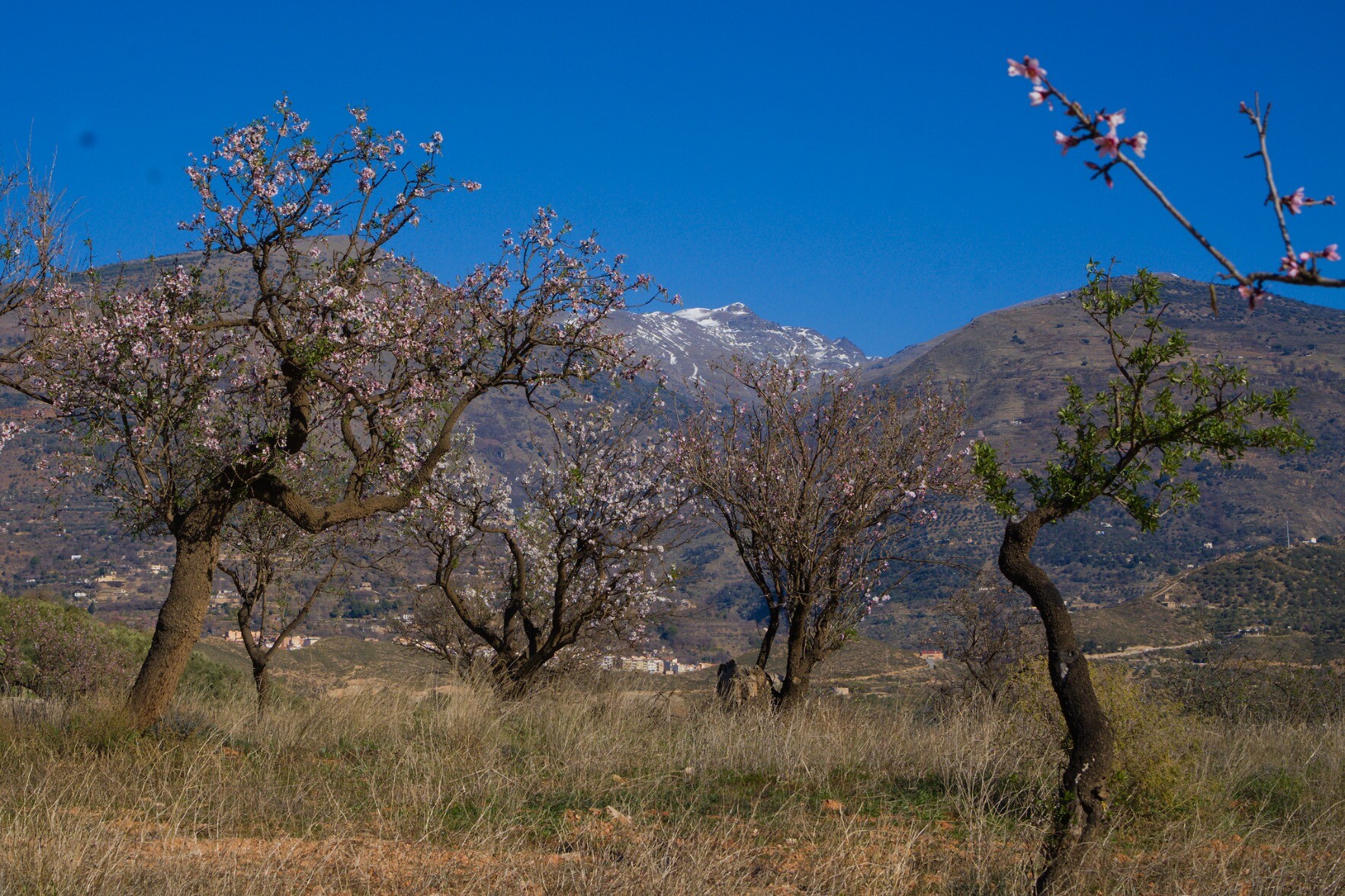 Almond trees in bloom with snow clad mountains behind