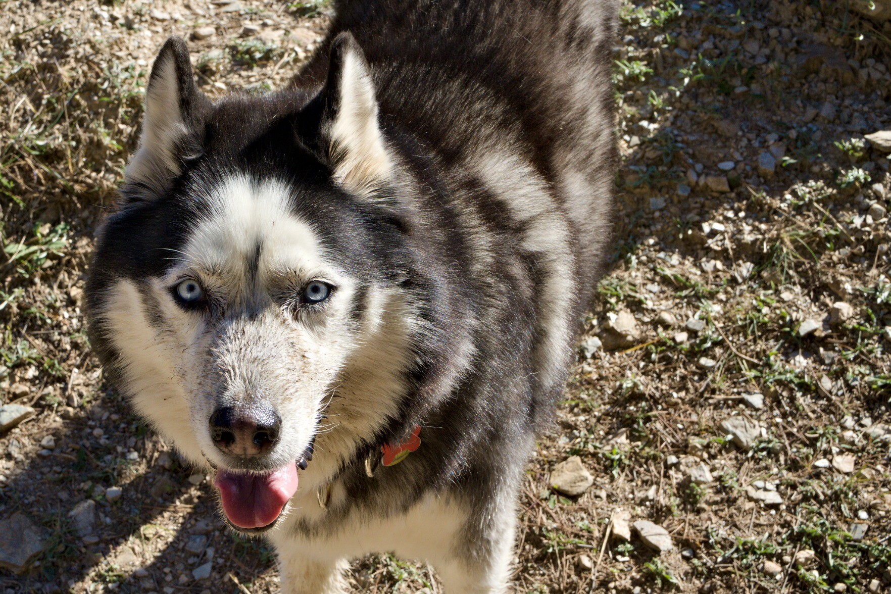 A Siberian Husky cross looking up at the camera, face covered in mud