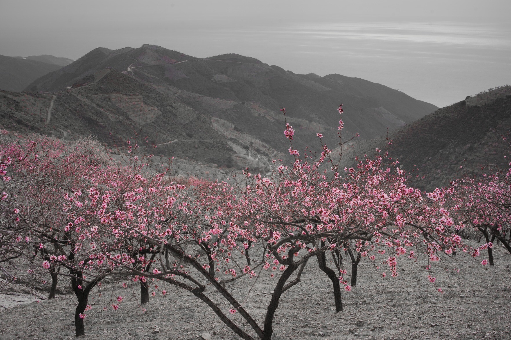 Pink almond blossom with a blank and white backdrop of hills and sea