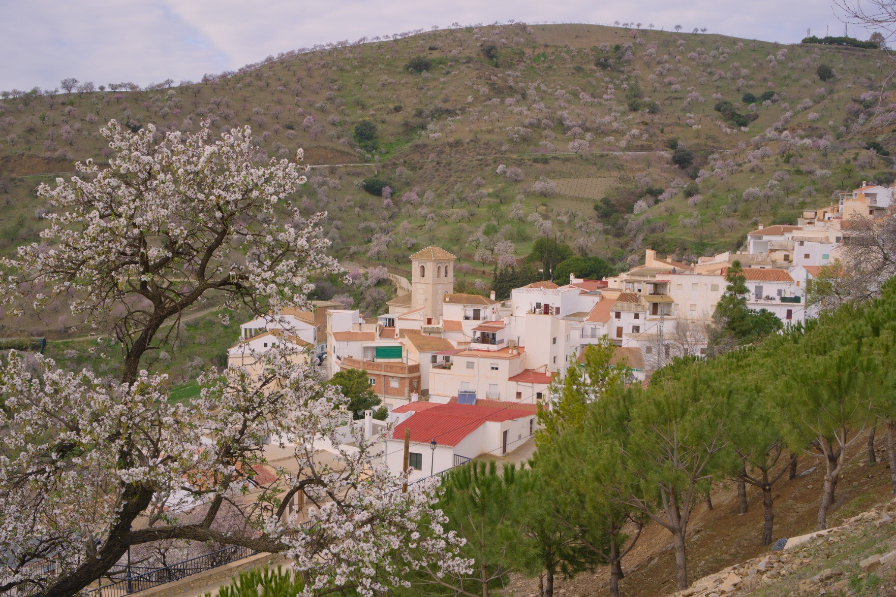 Village of Sorvilán in the Sierra de Contraviesa surrounded by almond blossom
