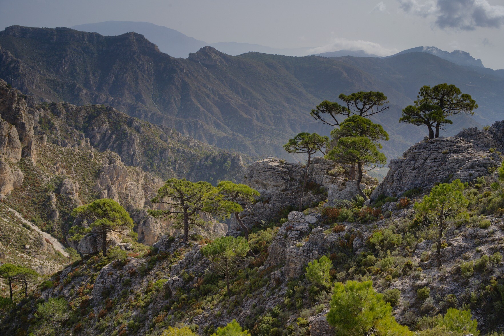 Trees highlighted in the sun with mountain ridges behind
