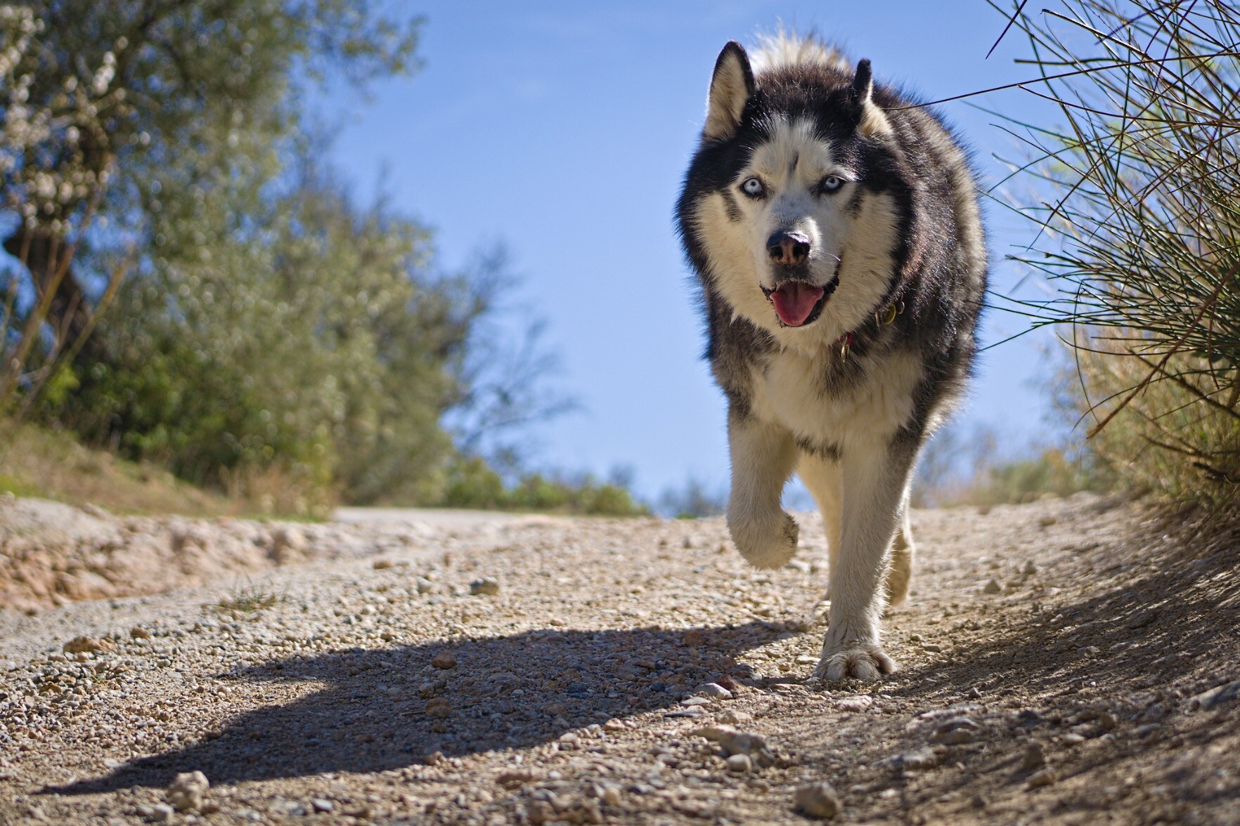 A Siberian Husky dog with blue eyes walking along a dirt road, blue sky behind