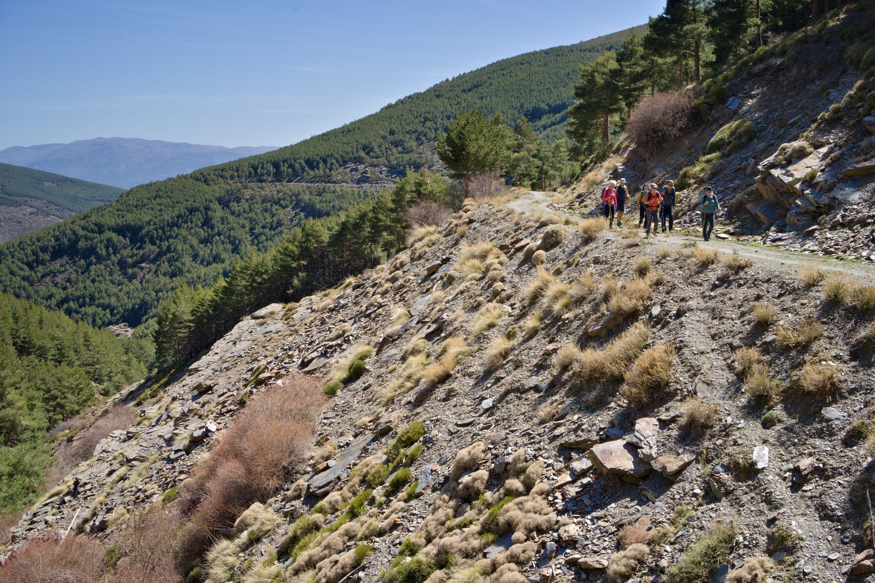 A group of hikers walk along a forest road high in the mountains