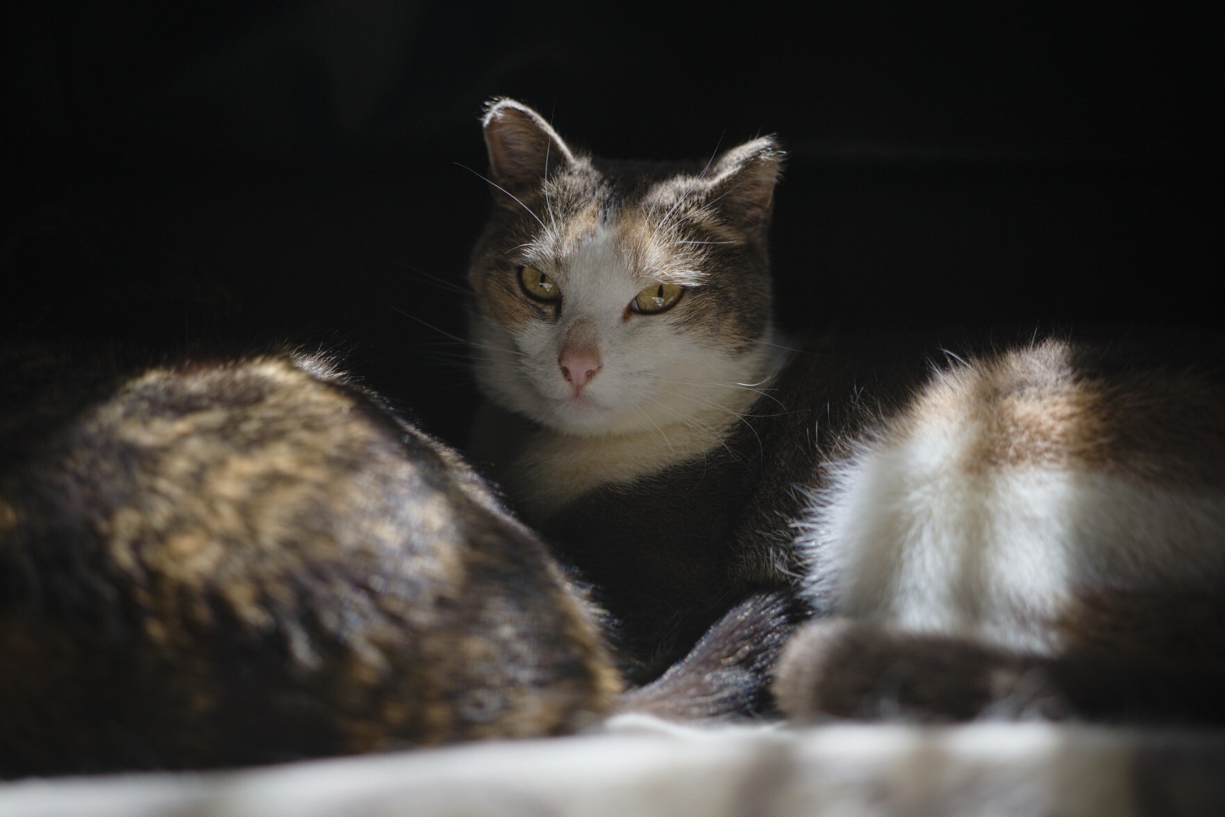 A black, brown and white cats head comes out of a dark background. Other cat bodies are around but blurred.