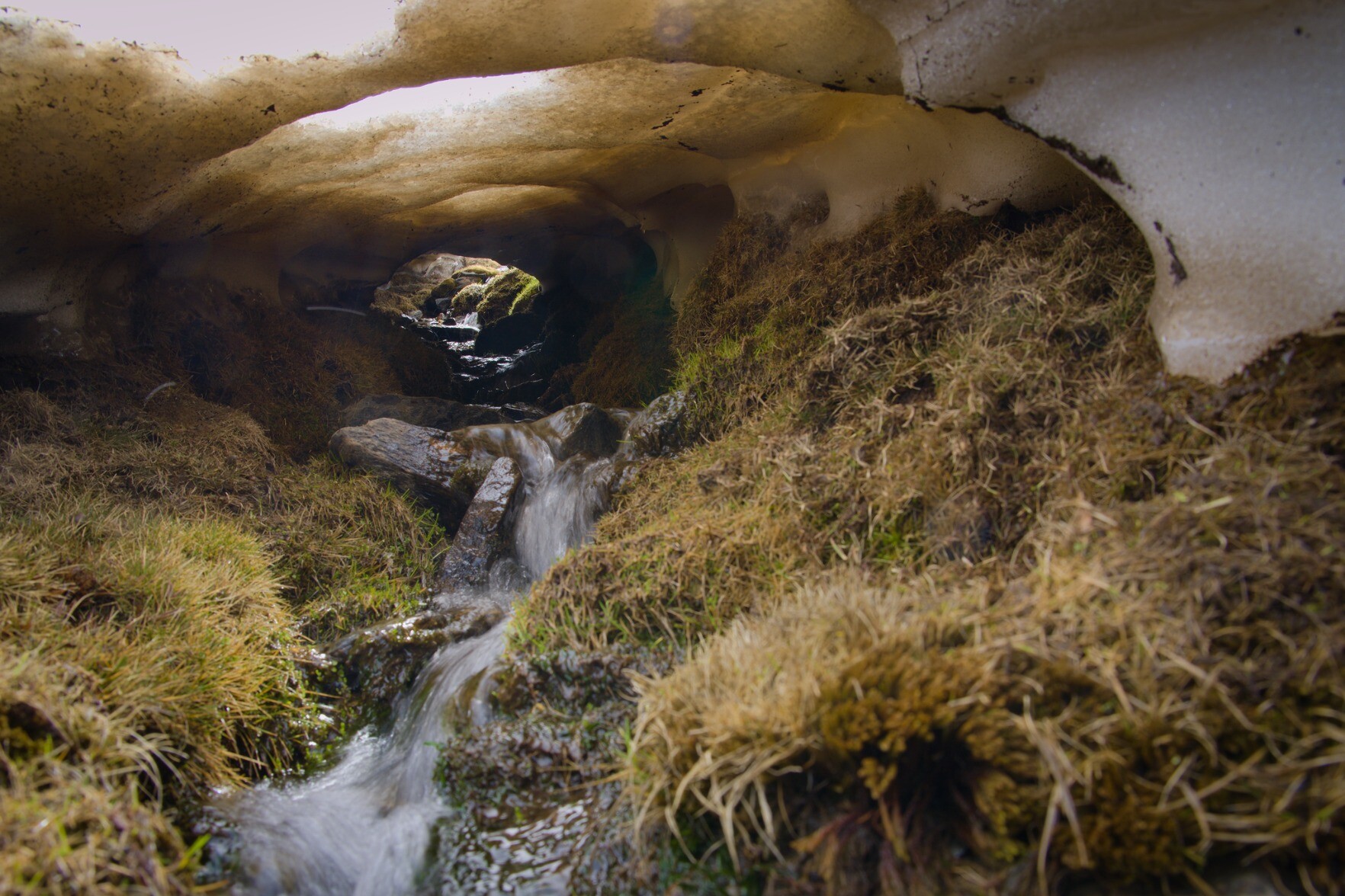 A mountain stream with greenery either side runs beneath a snow tunnel formed by melting snow pack