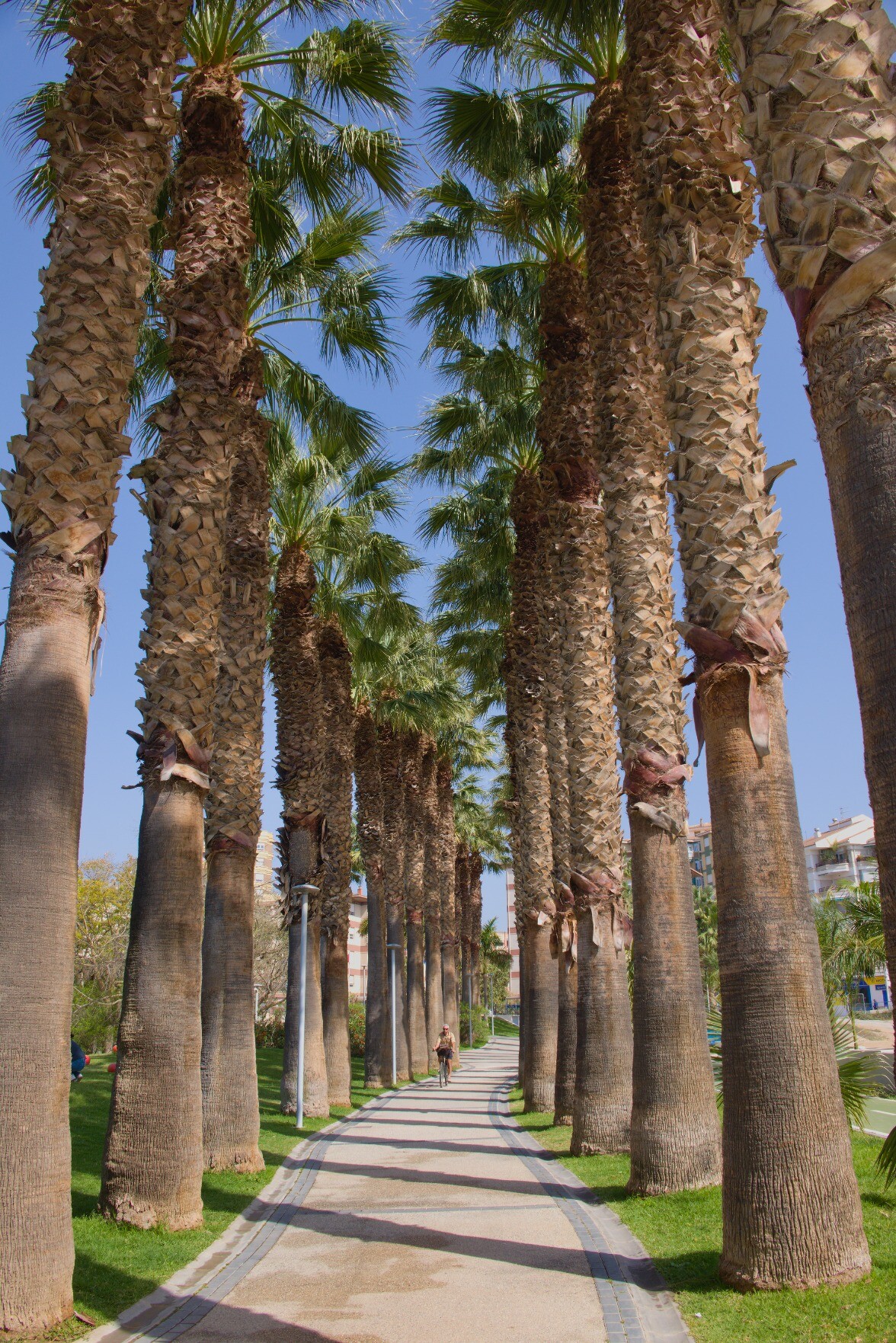 An avenue framed by giant palm trees. A cyclist is coming down the path