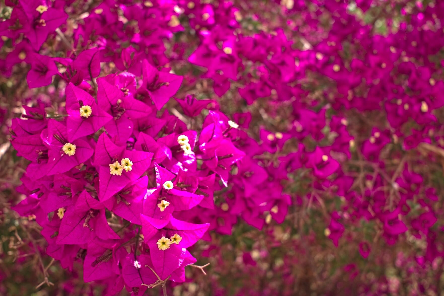 The photo is filled with bright pink Bougainvillea growing in southern Spain