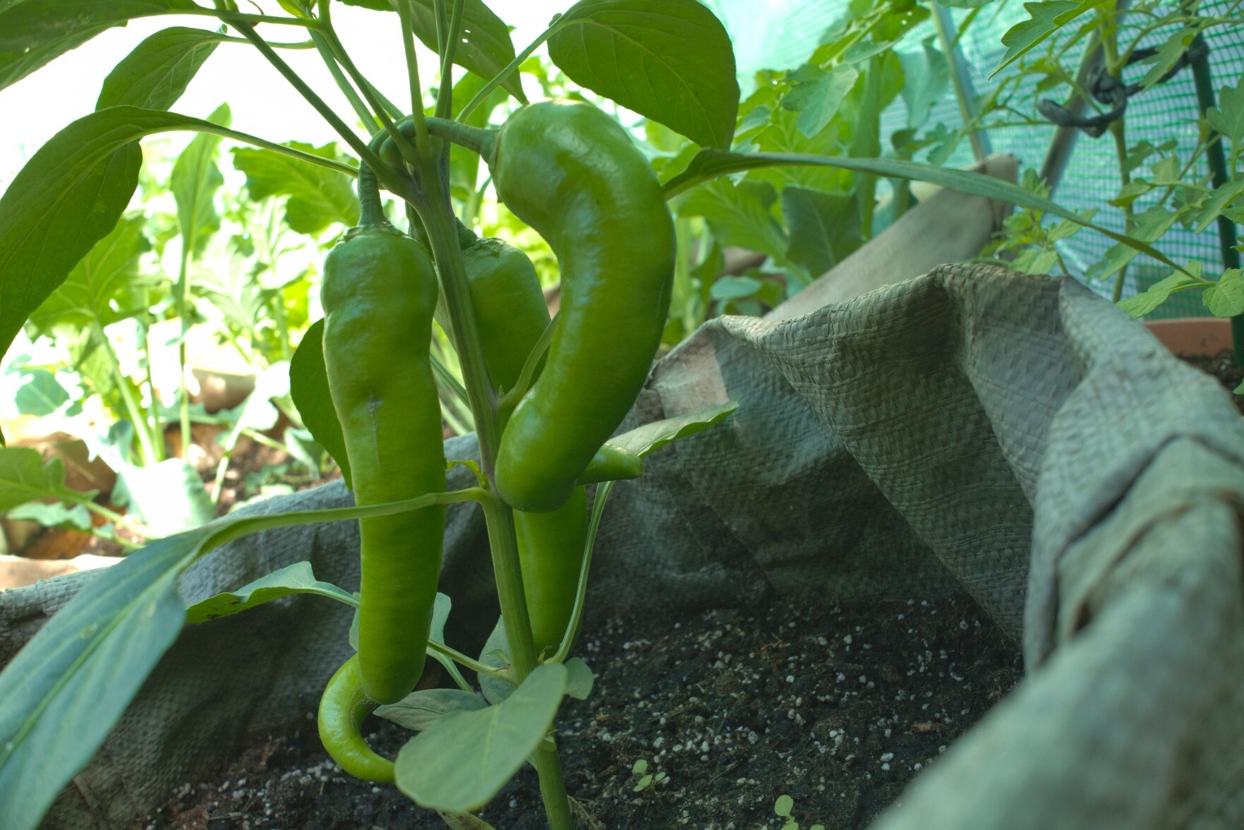 Chilli plants hanging off the plant