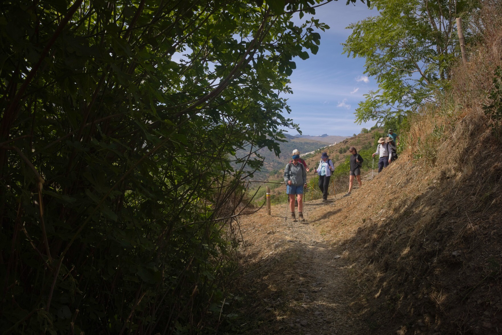 Some hikers in the sun on the right are just about to enter a dark shaded area of trees 