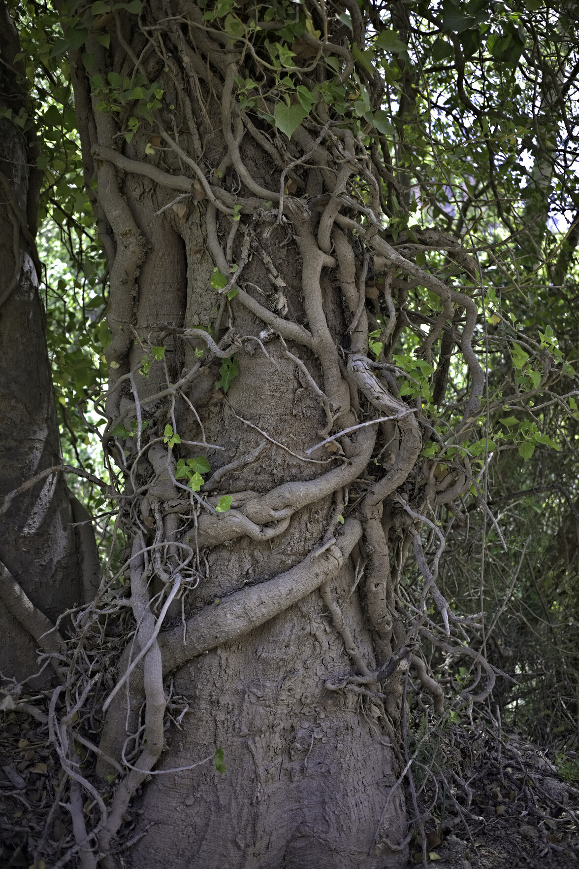 An old tree is intertwined with a complicated network of vines. Above, the tree sprouts green leaves 