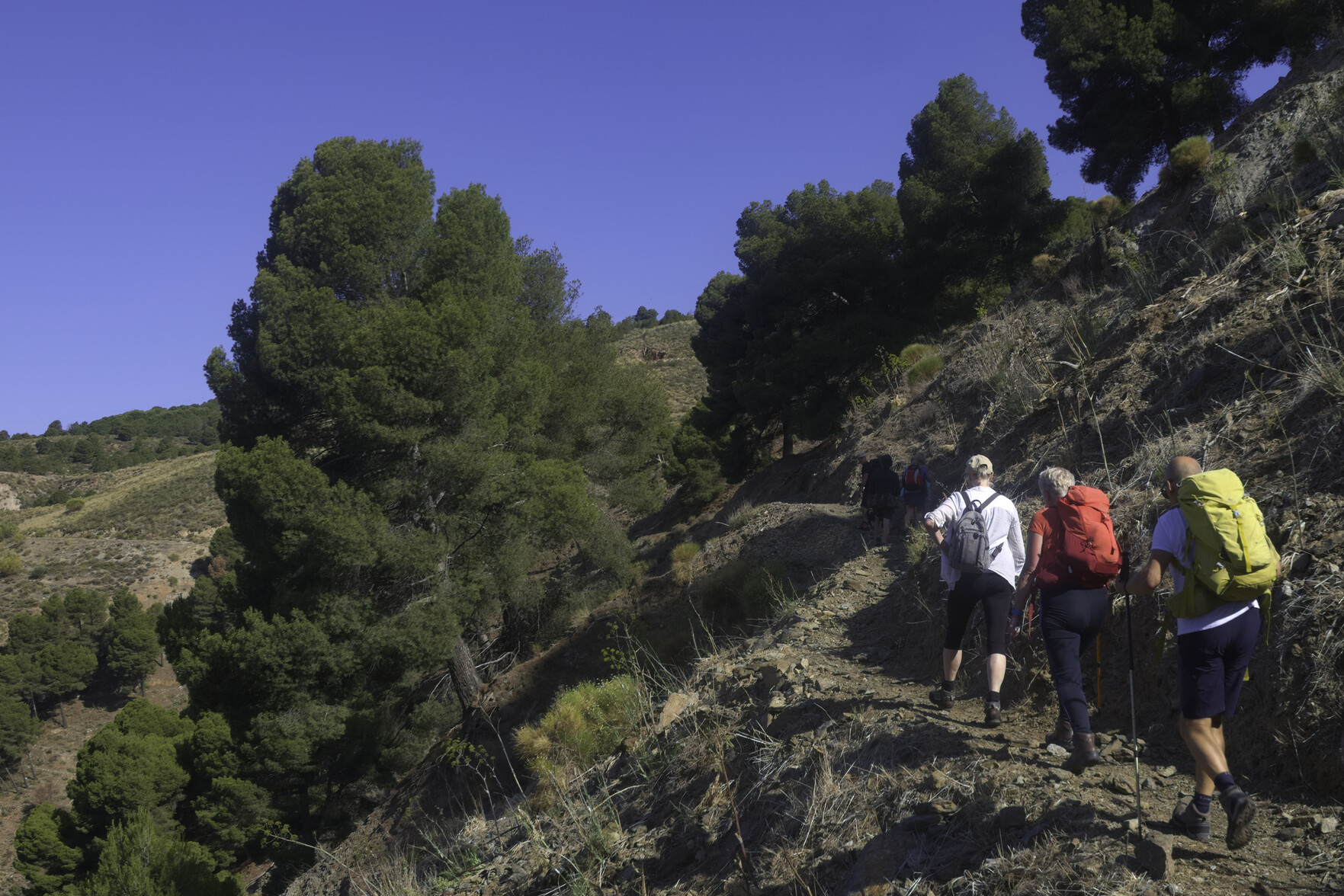 Hikers walk along a high trail to the right. A large green tree if to the left. Blue skies above