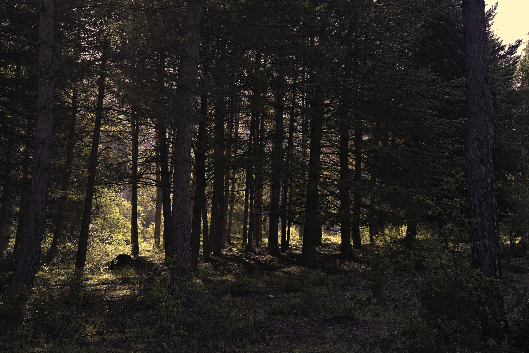 A mainly dark forest scene but with warm sunlight coming through the trees on the left