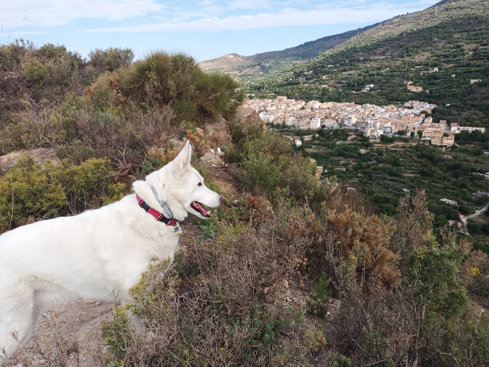 A white dog looks out over a town that is nestled in the valley below