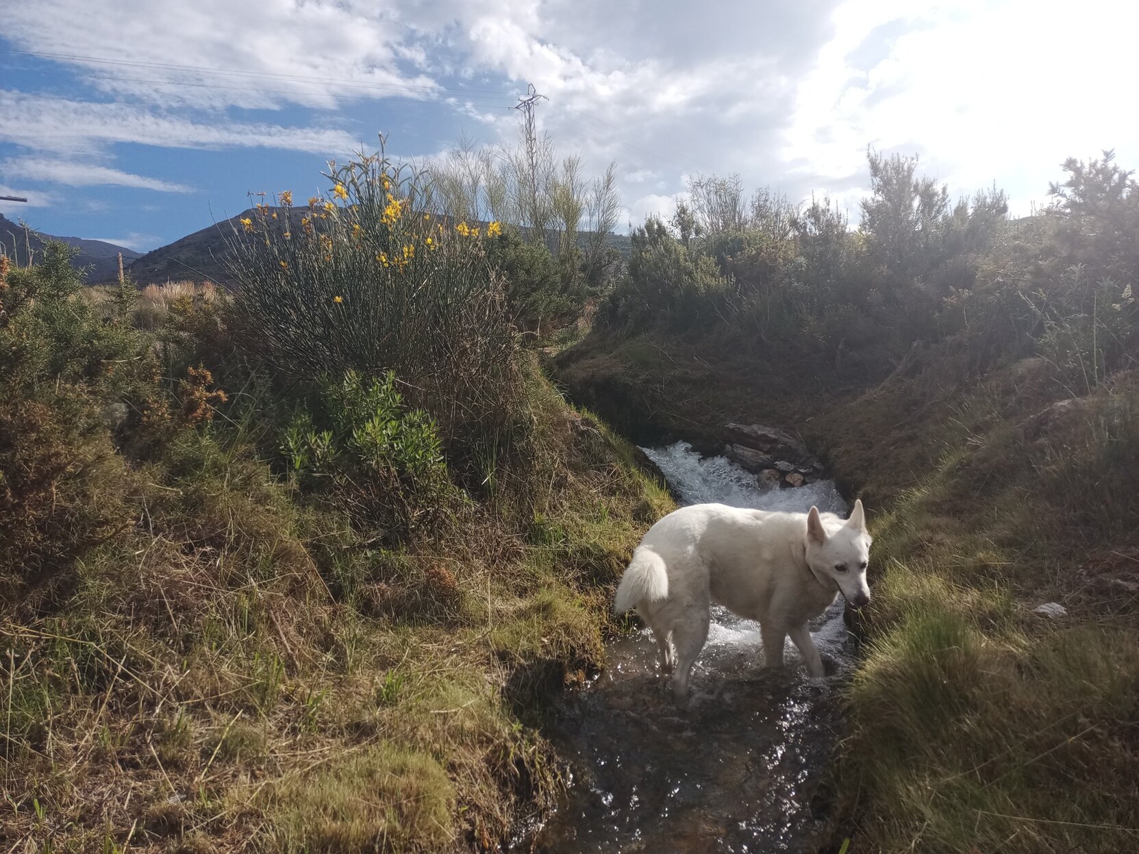 A white dog plays in an irrigation channel flowing with water