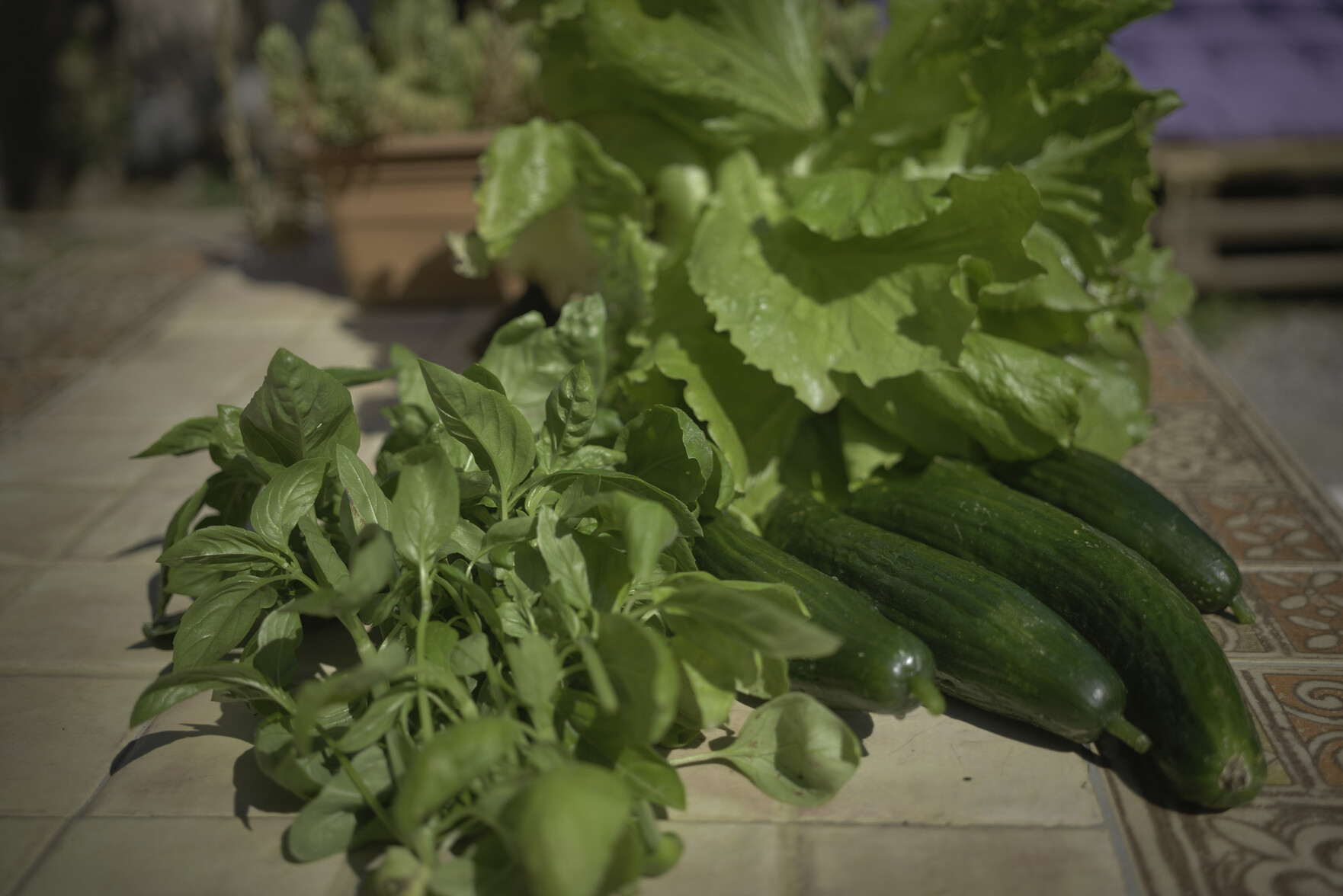A table is filled with greenery from a garden. Lettuce, Cucumbers and basil leaves. To the rear (blurry) there is a cactus plant in a pot