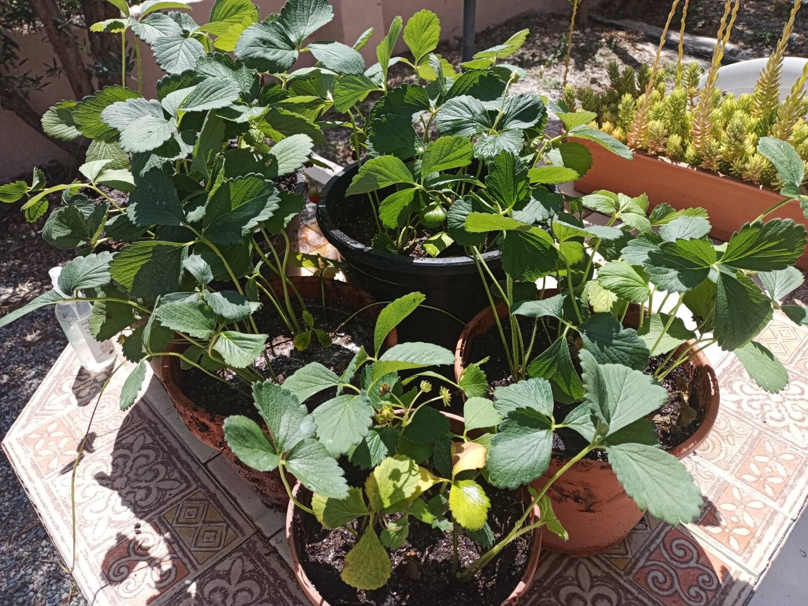 Newly planted strawberries enjoying the afternoon sun