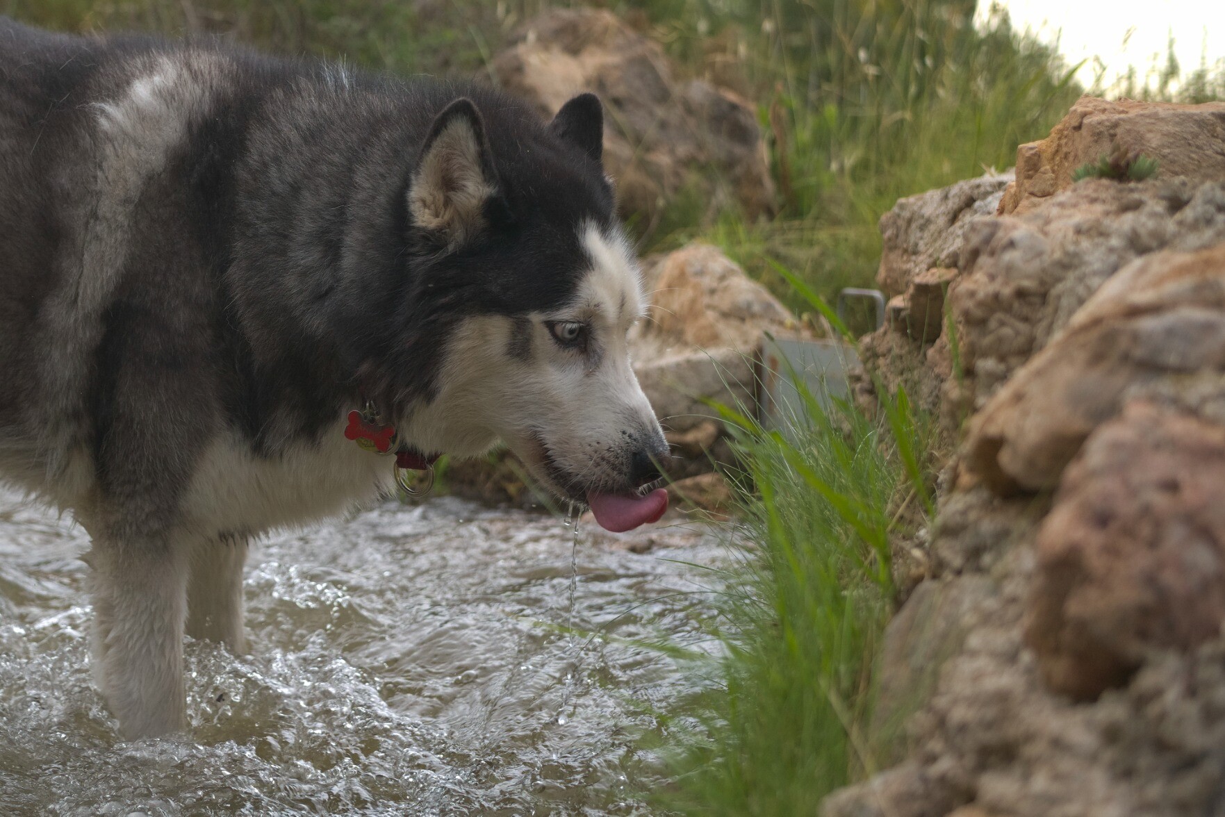 A husky is stood in a stream. He has water dribbling from his mouth