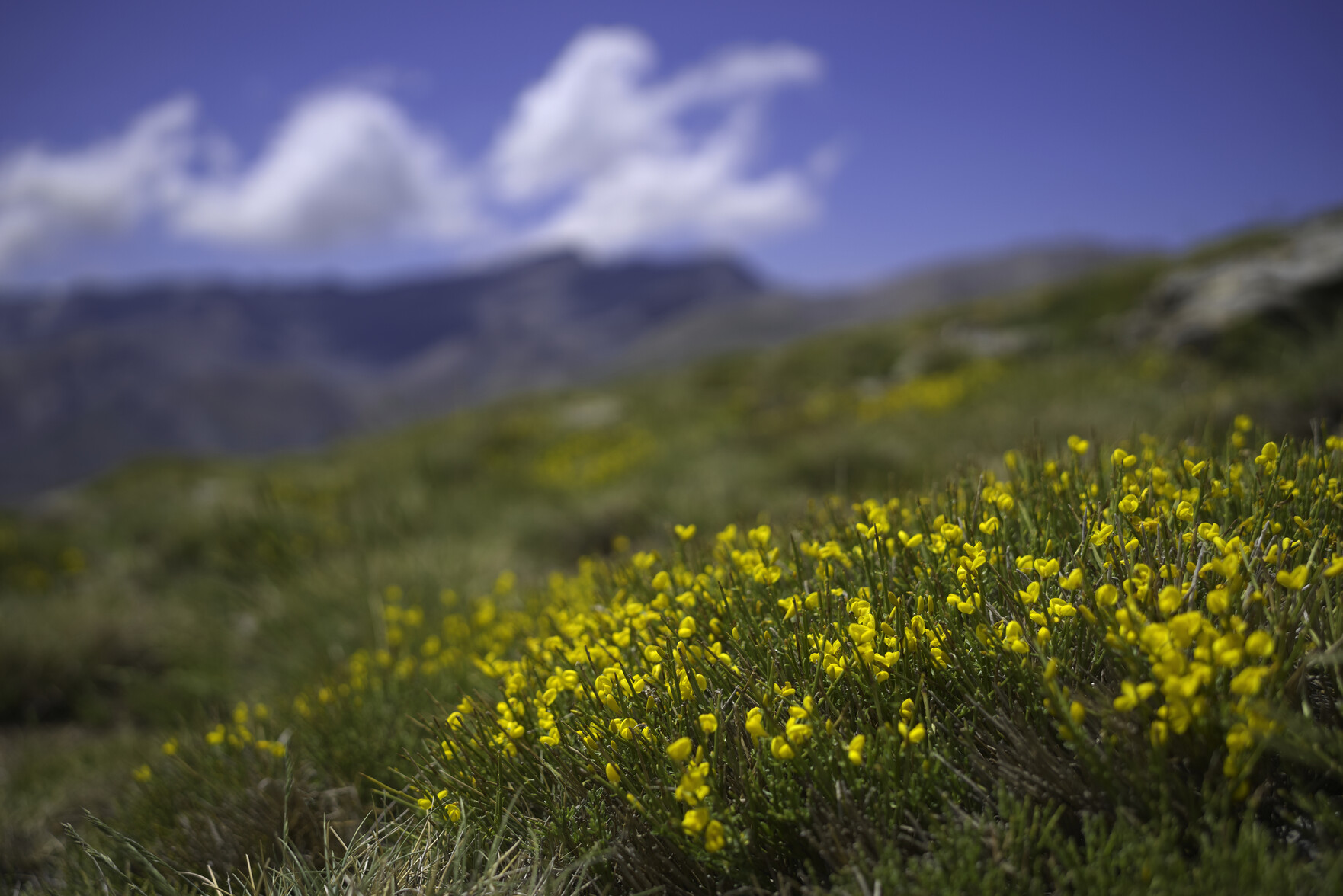 Some bright yellow broom dominates the foreground. Behind are the indications of high mountains, blue sky and white cloud