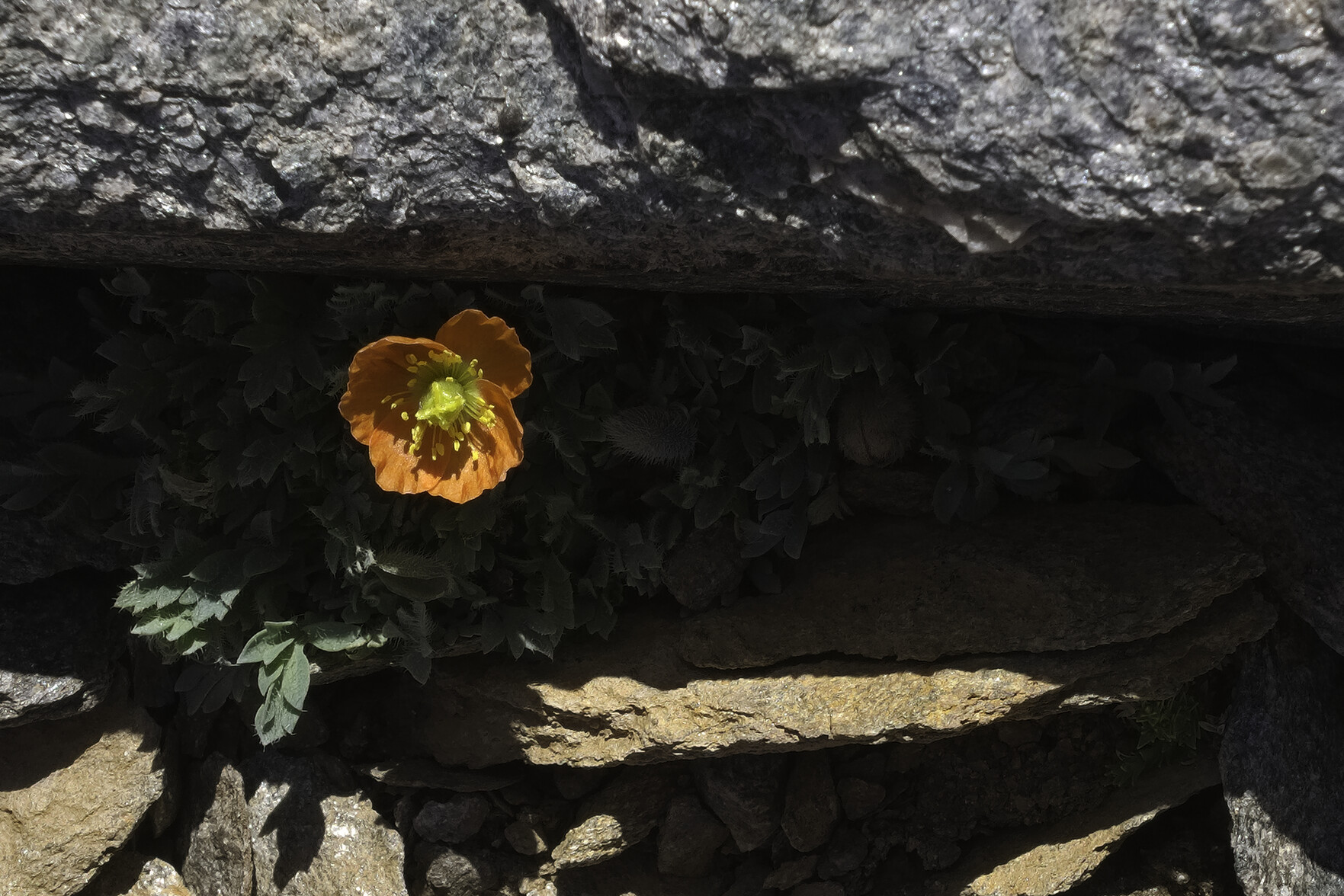 From the shadows of a crack in the rocks a beautiful orange and yellow poppy emerges