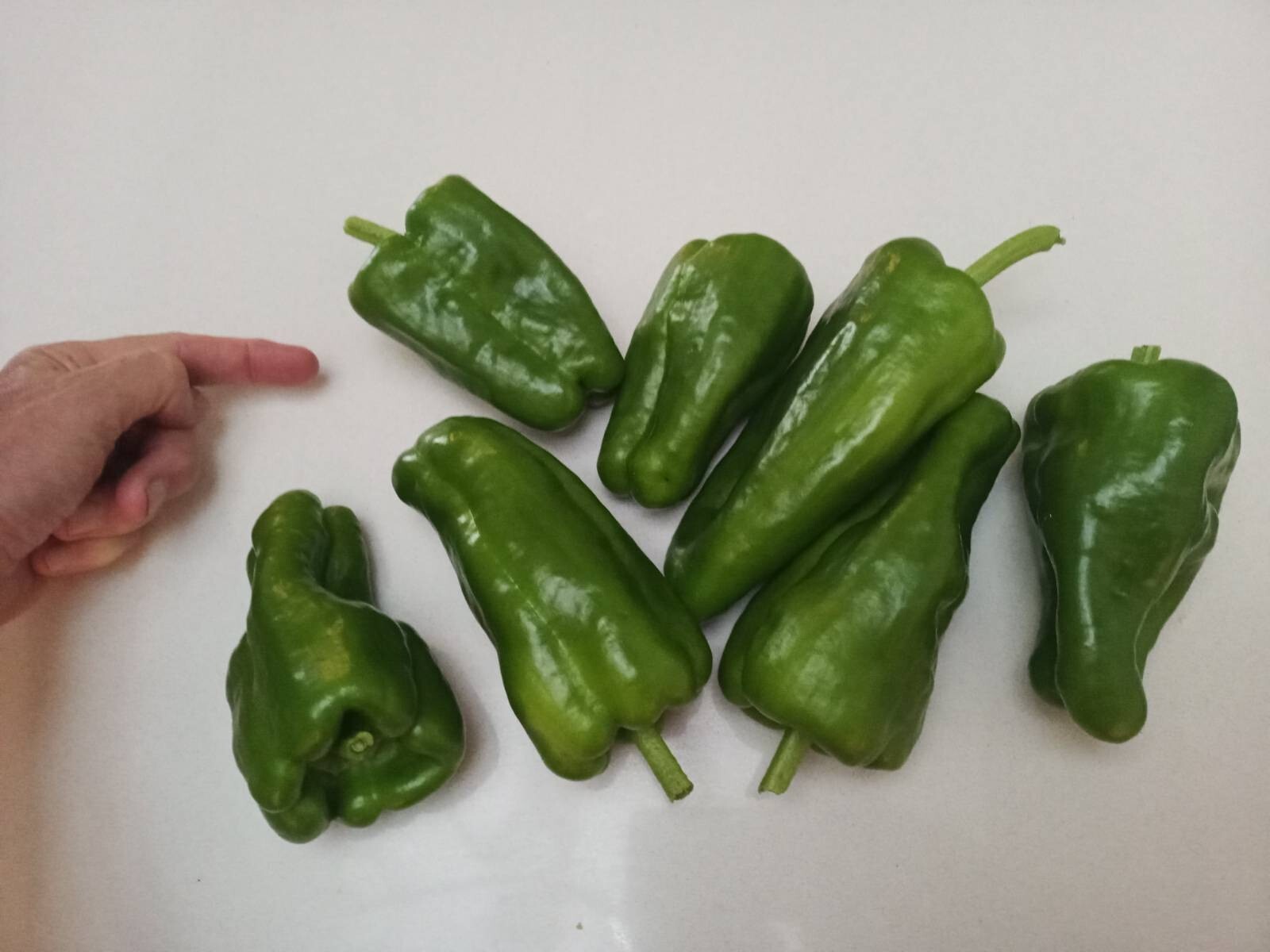 Some bright green freshly picked peppers. To the left is finger/hand indicates the size of them.