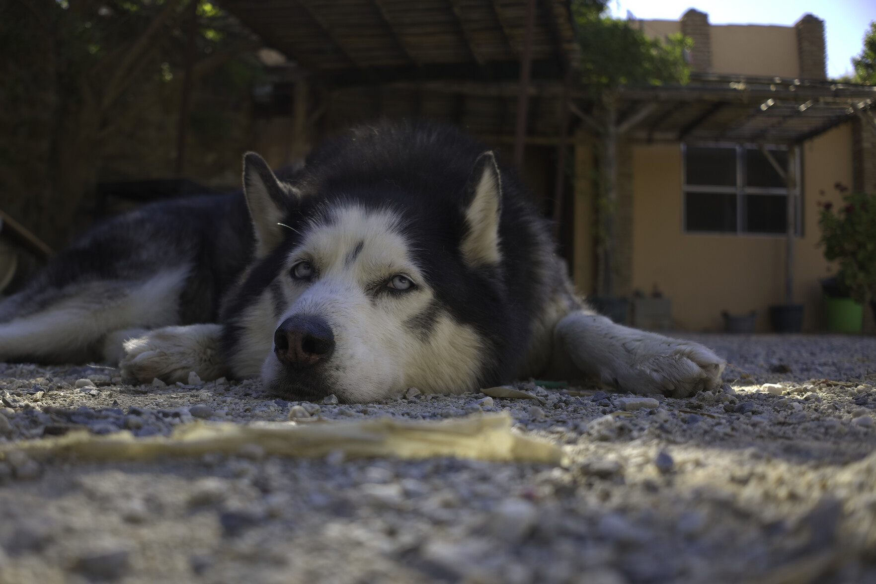 A Siberian husky cross lies splayed out on some gravel ground. Blue eyes stare at the camera. Behind is the blurred outline of a spanish cortijo