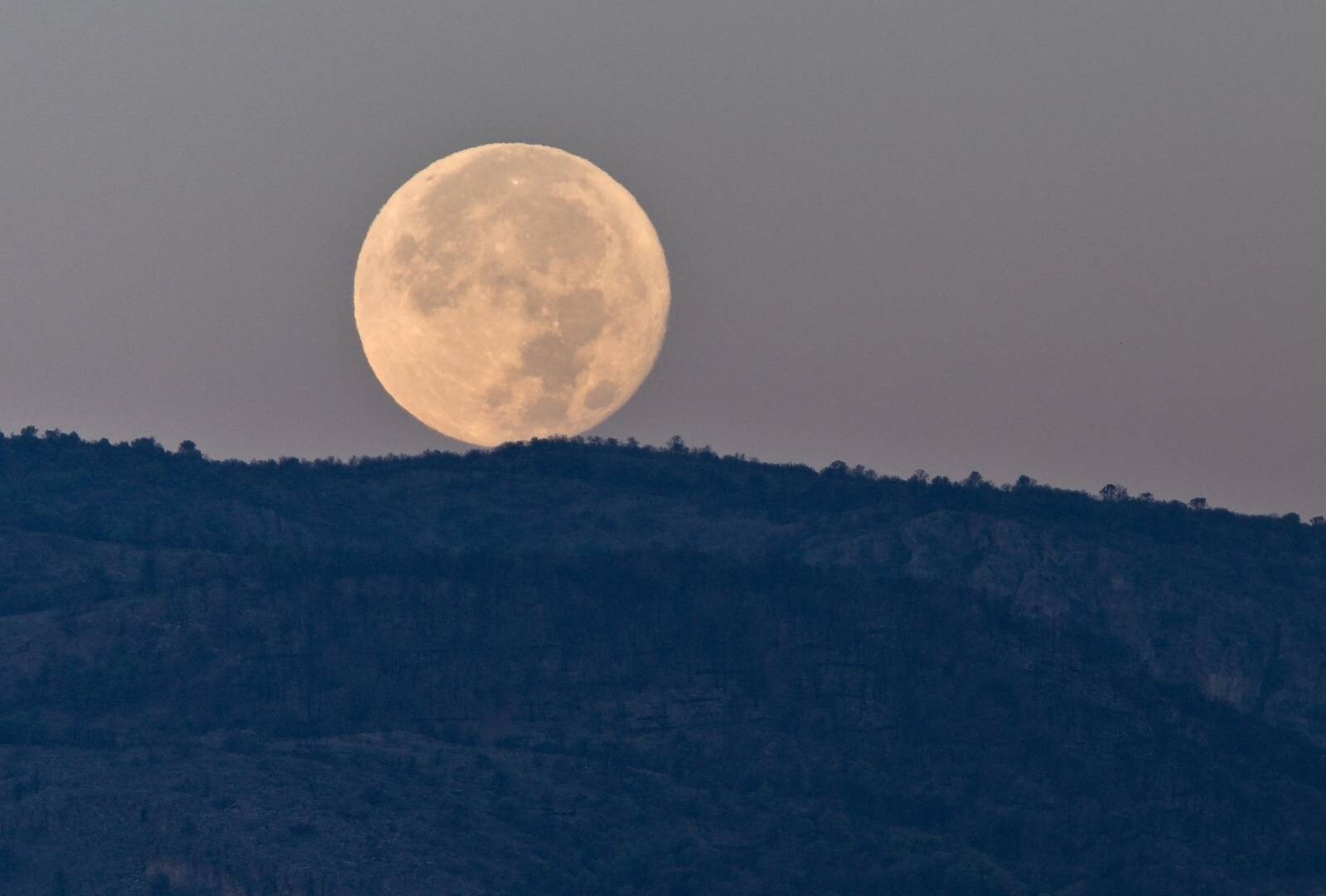 A setting moon dominates the scene just beginning to drop behind a forest of trees