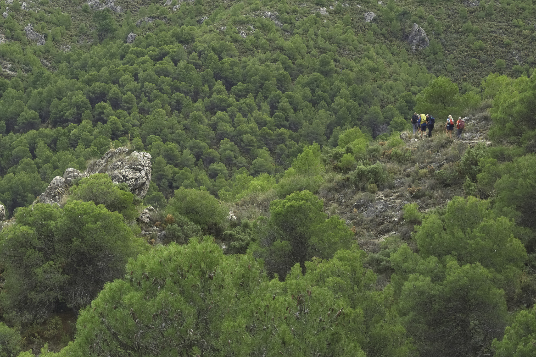 A group of walkers breaks of of the green foliage on the right. 