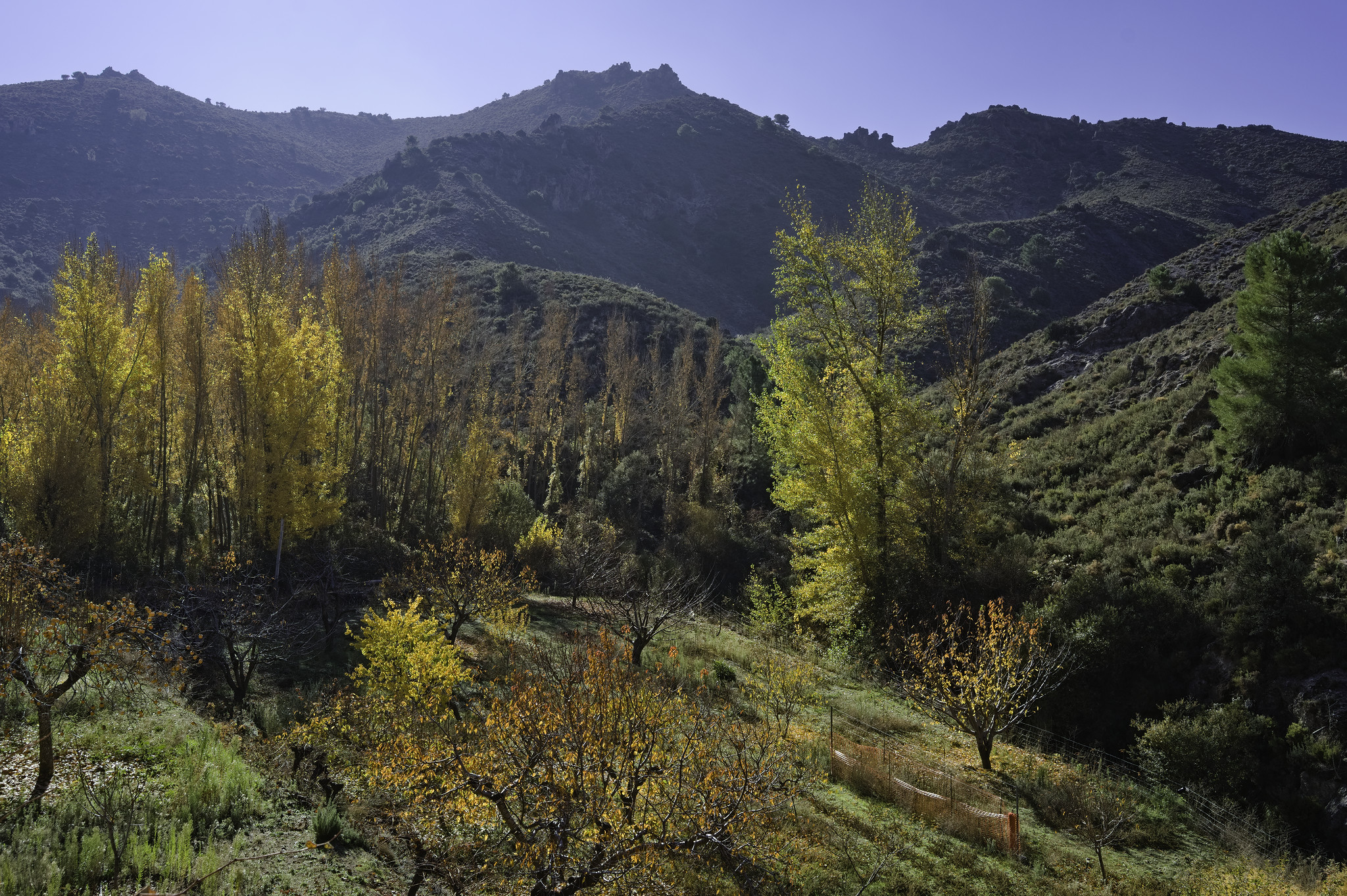 A copse of colourful yellow and brown autumnal trees is overlooked by a green mountain ridge
