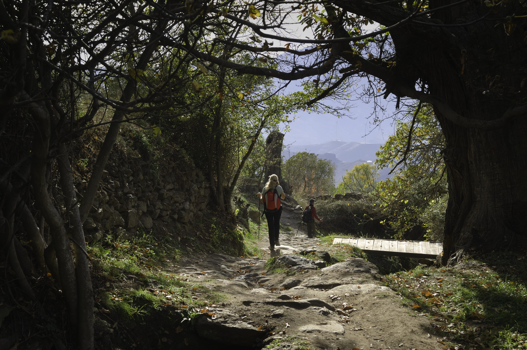2 hikers make their way down through a beautiful enclosed tree lined avenue
