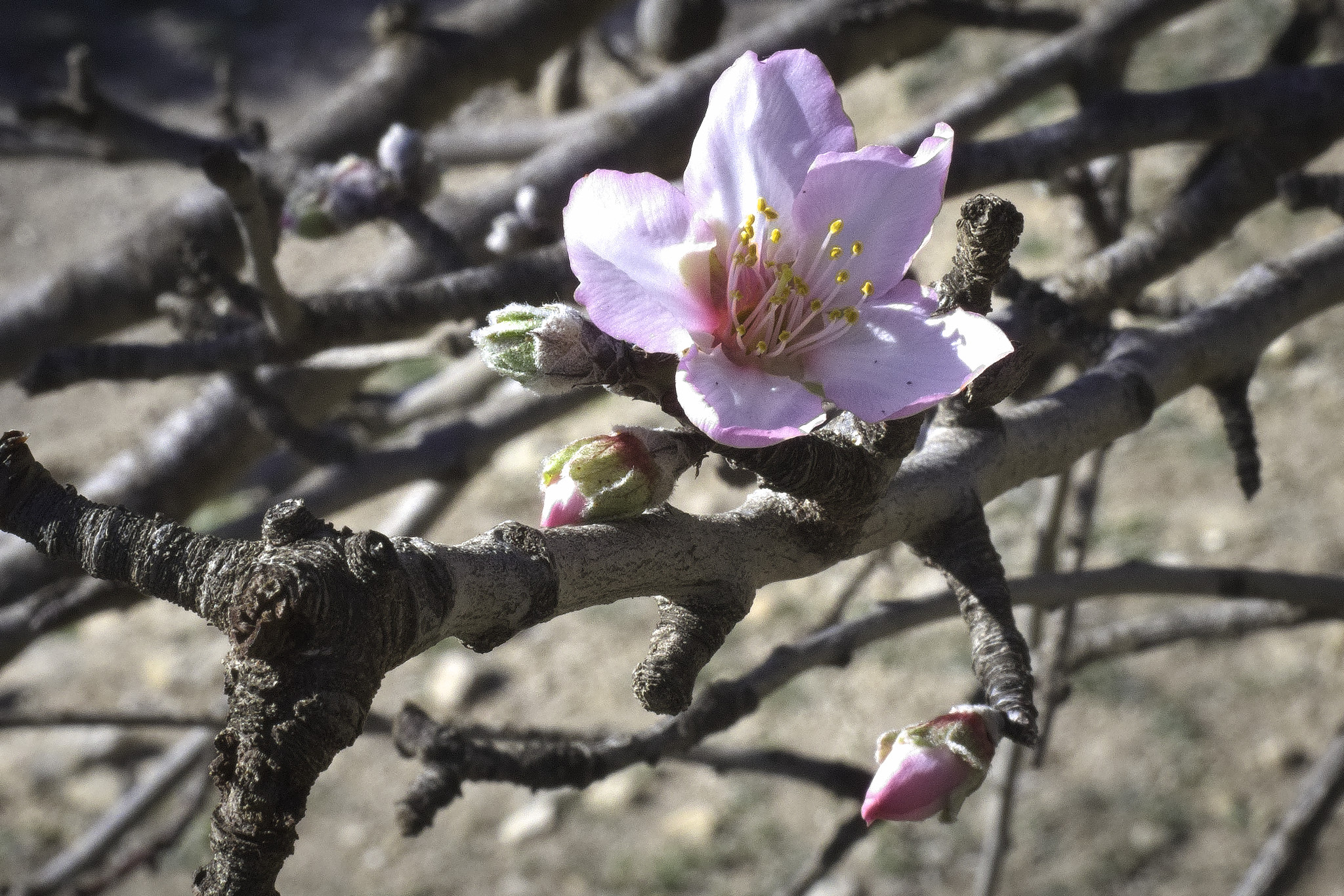 Pink and white almond blossom leaves appear from a tree with some smaller buds attached. Some yellow stems come from the centre of the blossom