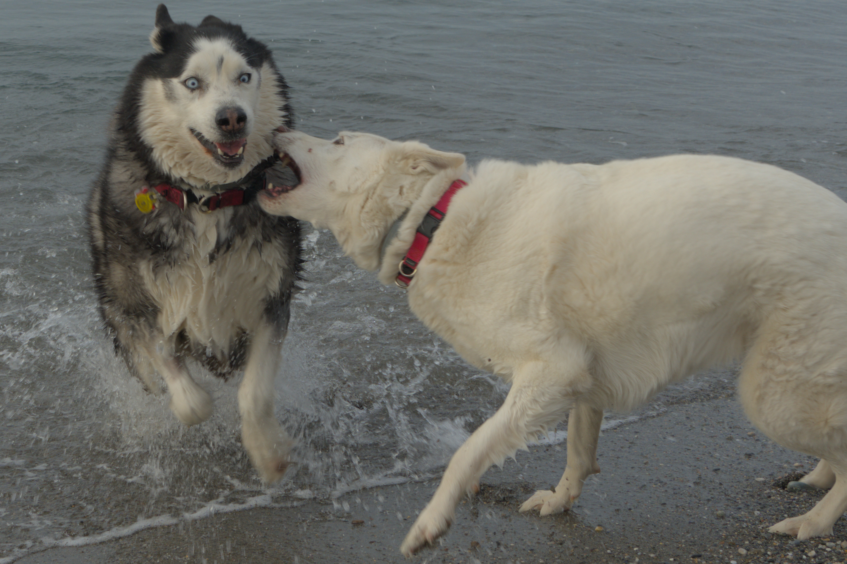 A husky and a white dog play in the surf