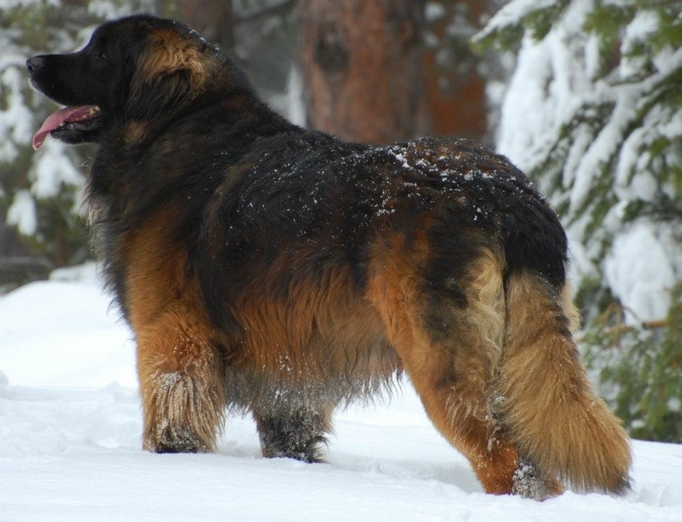 A large black and gold dog stands in a snow covered forest